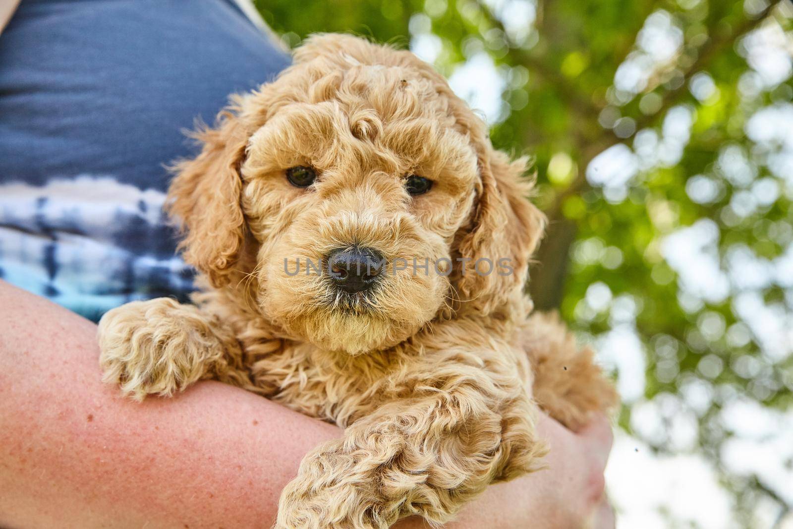 Image of Woman holding Goldendoodle puppy in her arms