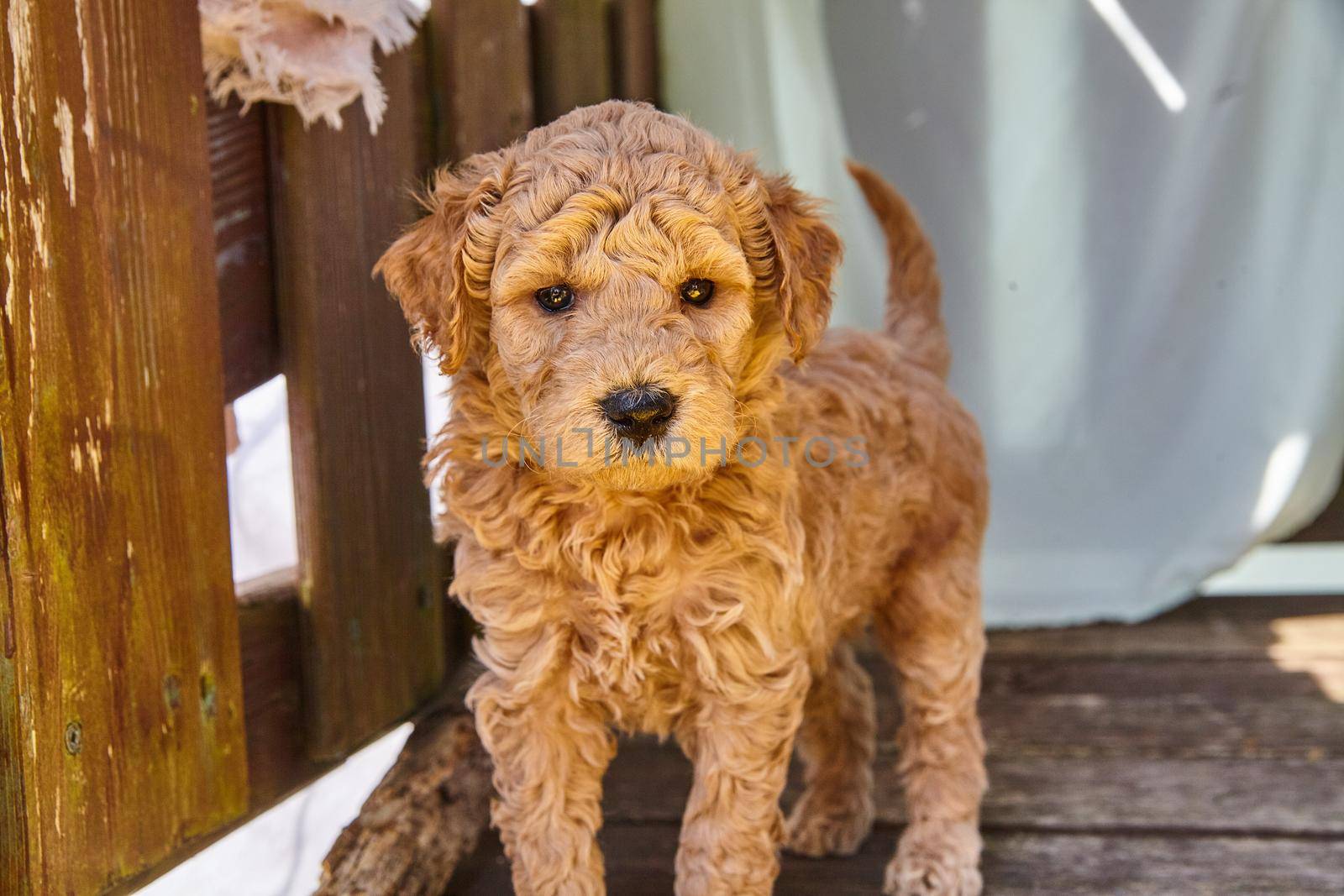 Image of Fluffy brown Goldendoodle puppy in shade of deck furniture