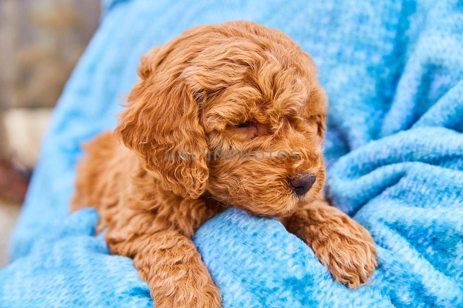 Image of Tiny curly haired goldendoodle resting in blue blanket