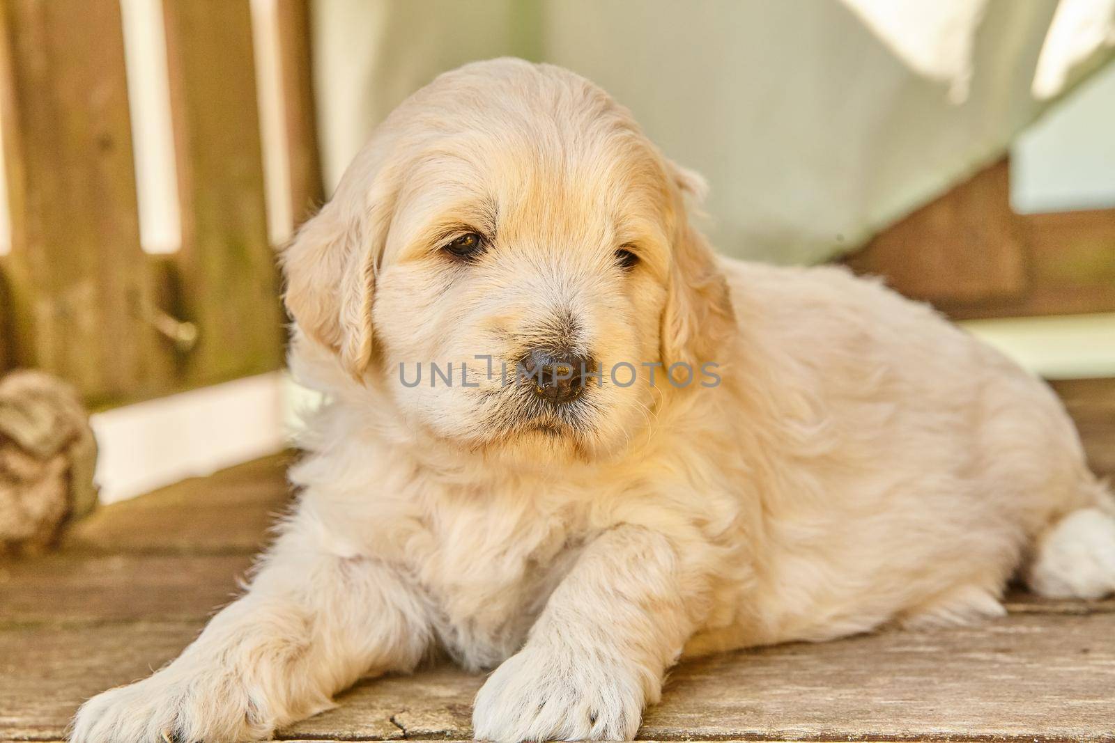 Image of Adorable white Goldendoodle puppy laying down on wood boards