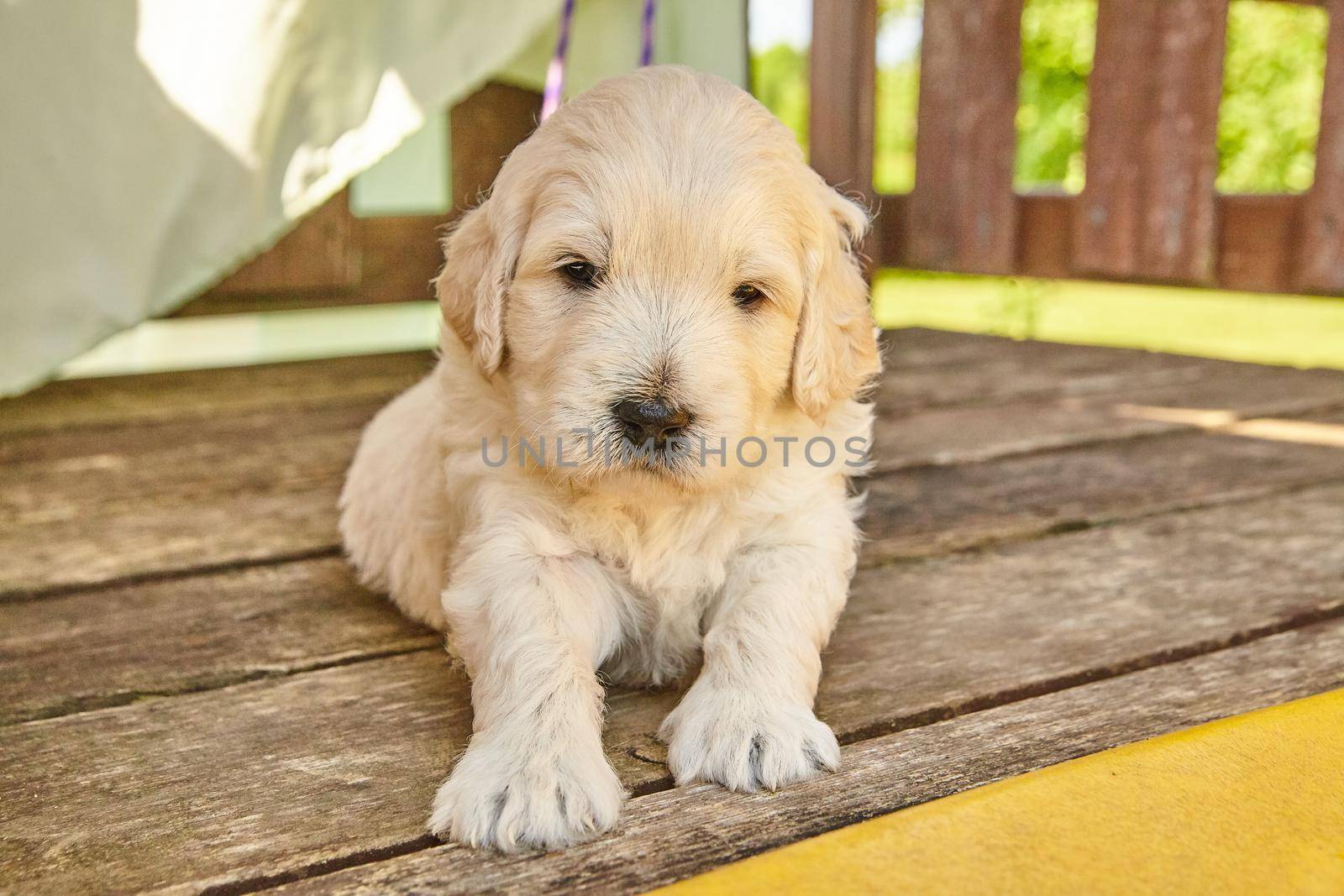 Image of White Goldendoodle puppy sitting in shade of deck furniture
