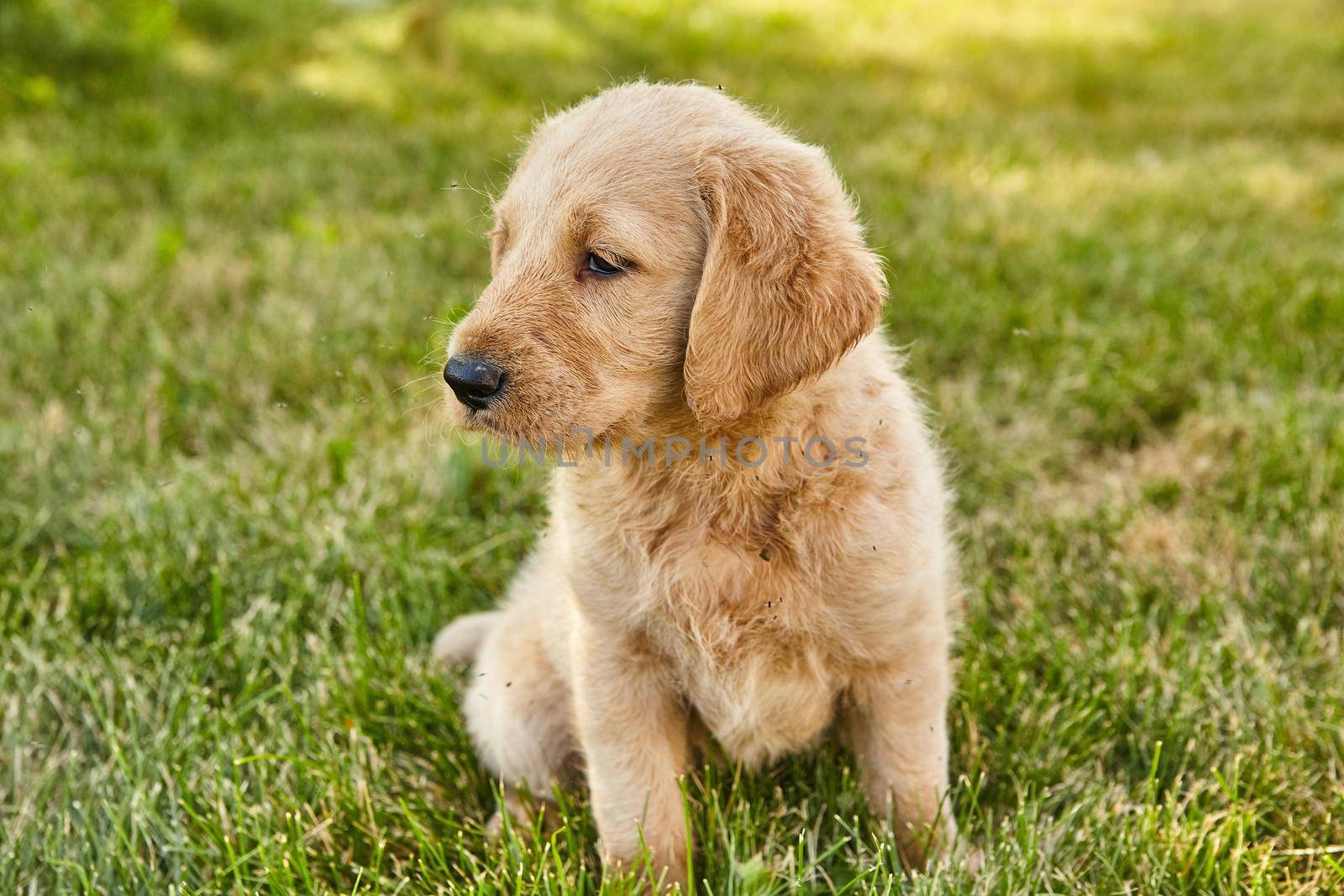 Image of Cute Labradoodle puppy sitting in grass