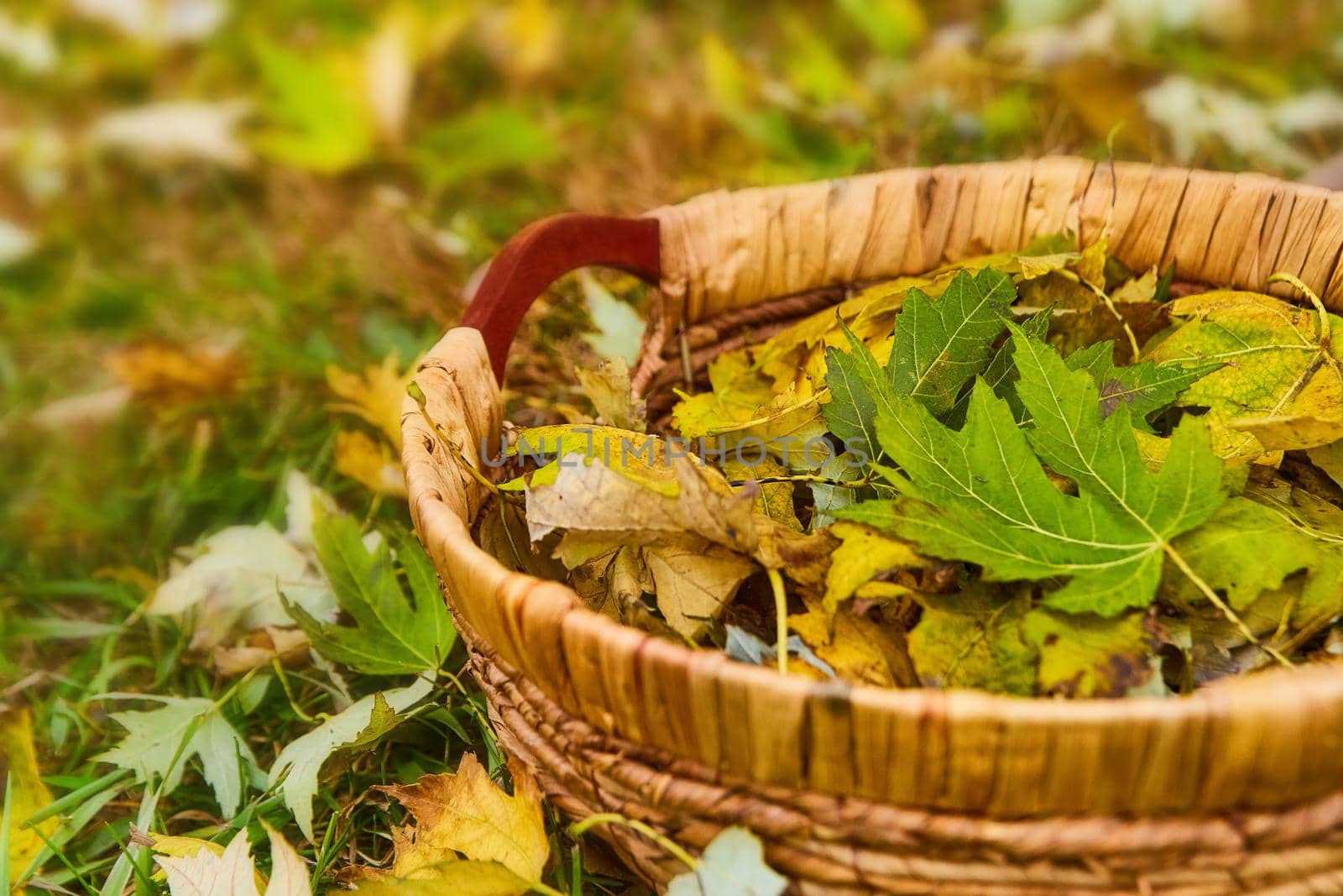Woven basket filled with fall yellow and green leaves in field by njproductions