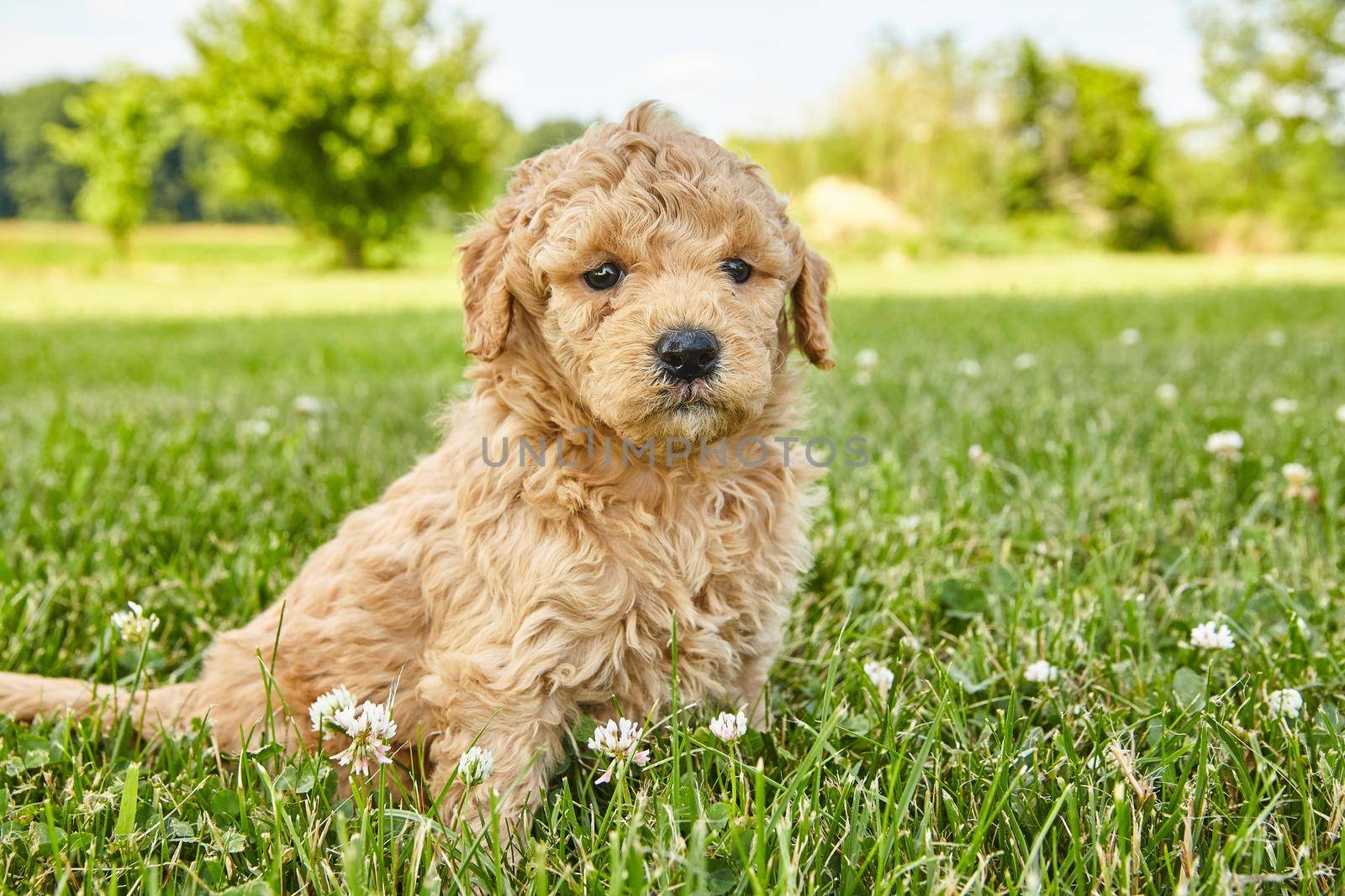 Image of Open lawn with Goldendoodle puppy sitting and looking cutely at you
