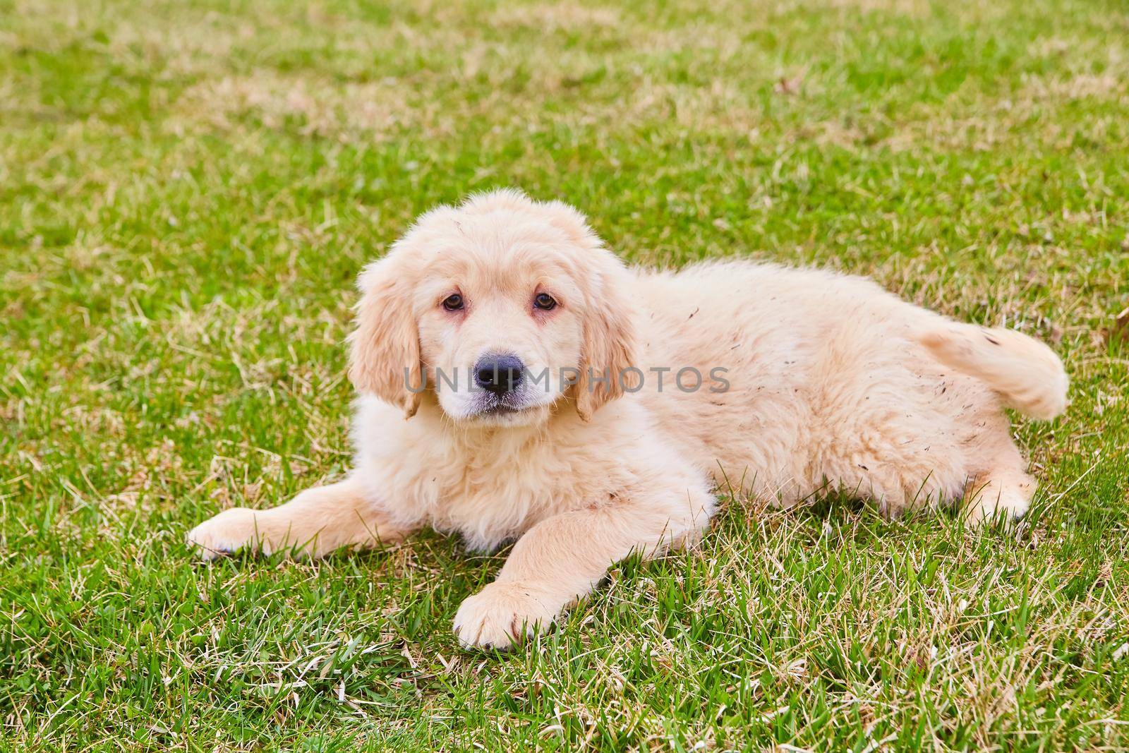 Older goldendoodle puppy resting in grass by njproductions
