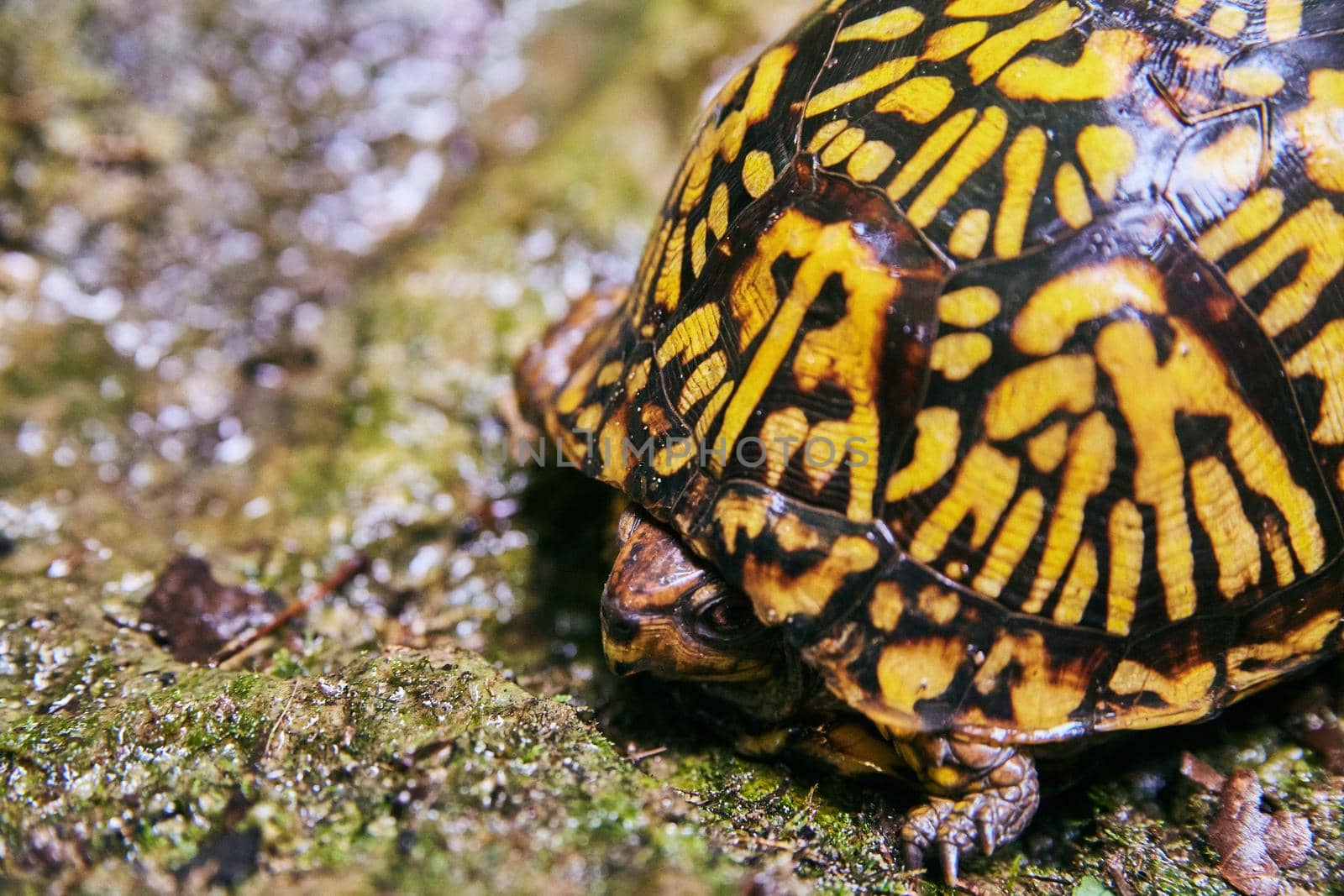 Image of Beautiful turtle with yellow and black shell hiding on wet rocks