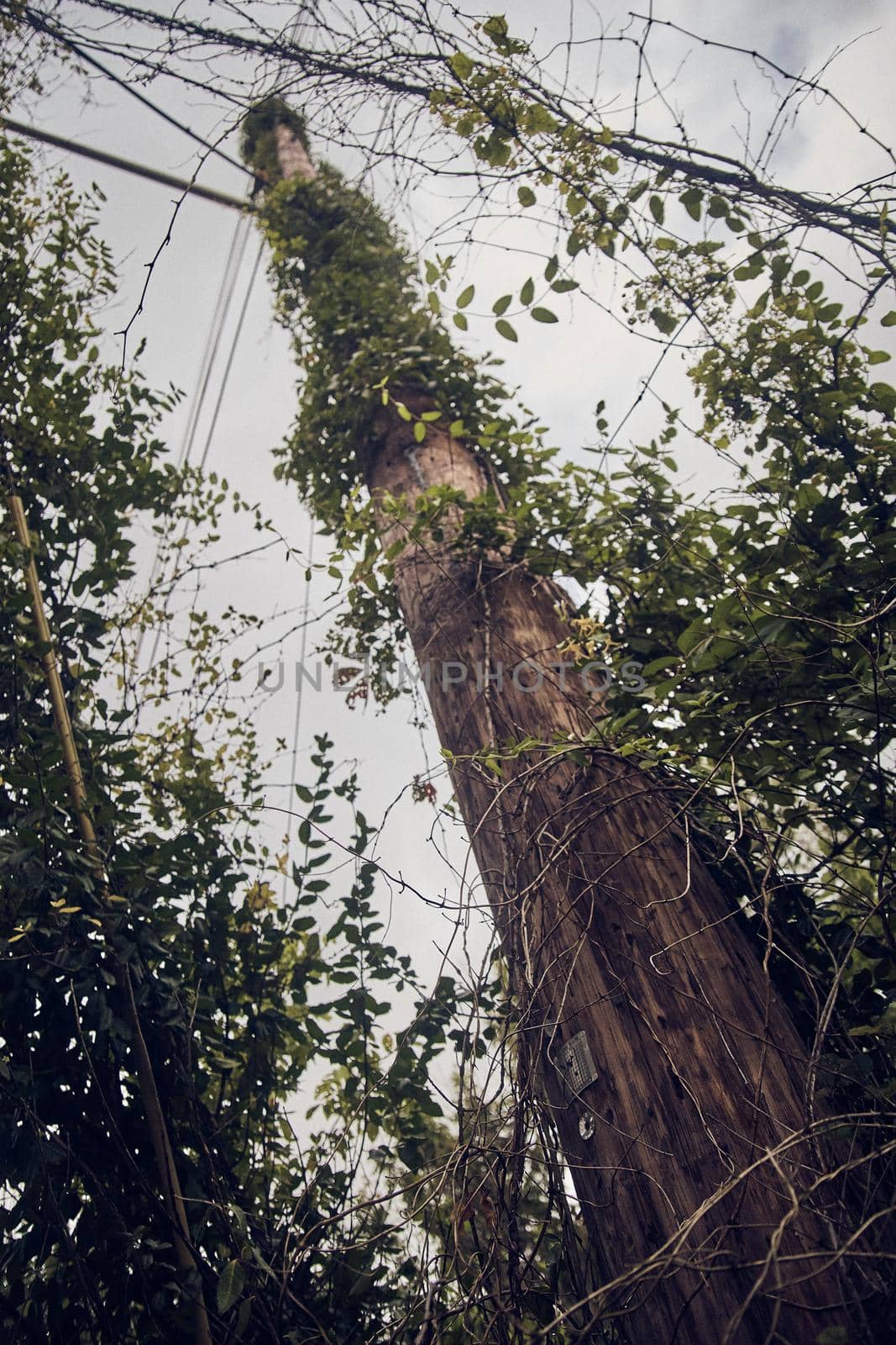 Image of Looking up at telephone pole for communications covered in vines