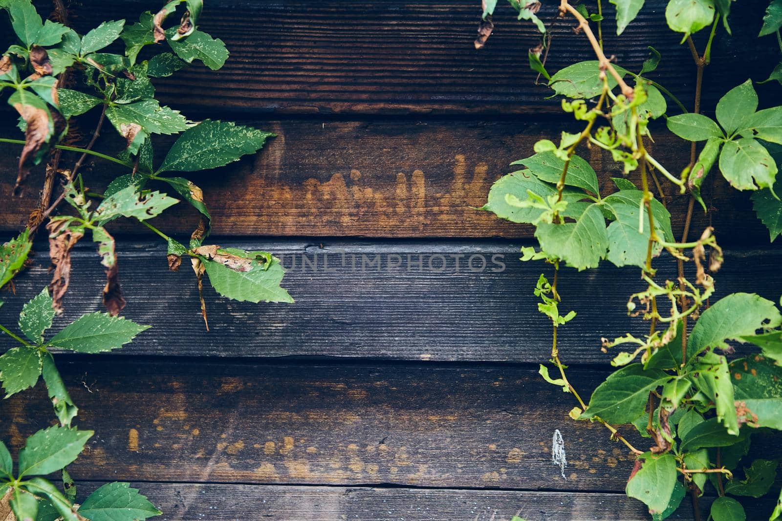 Image of Close up of old dark wood panels with green vines