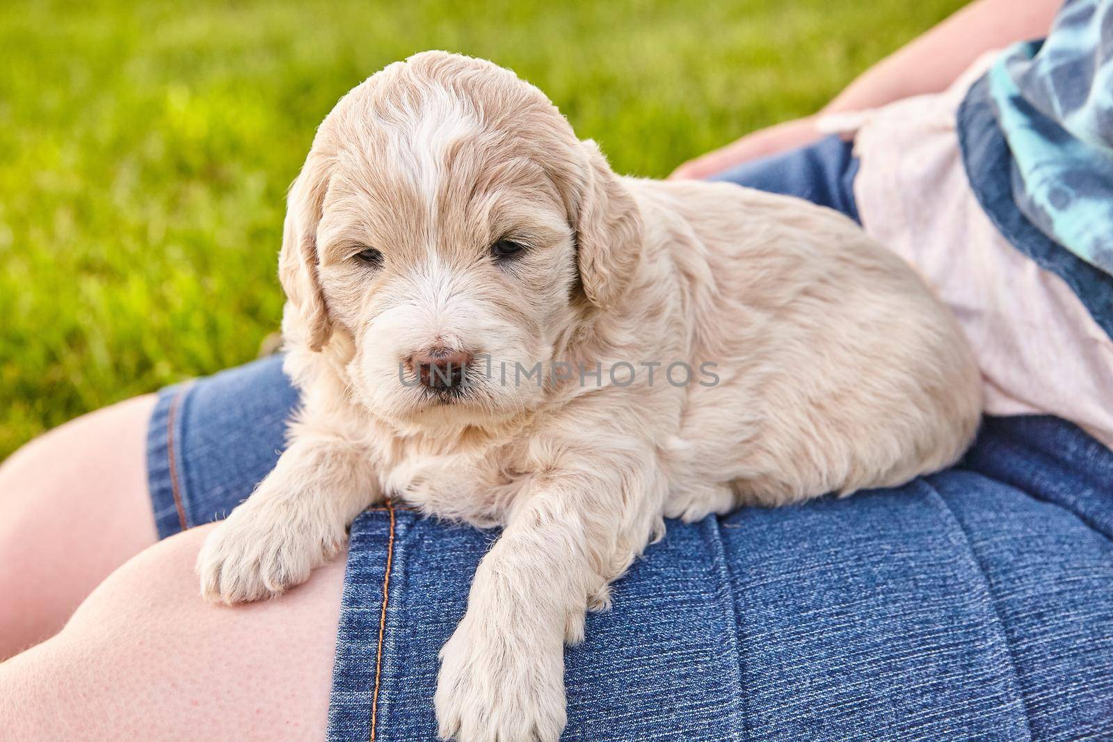 Close up of Goldendoodle puppy of light colors laying on woman's legs by njproductions