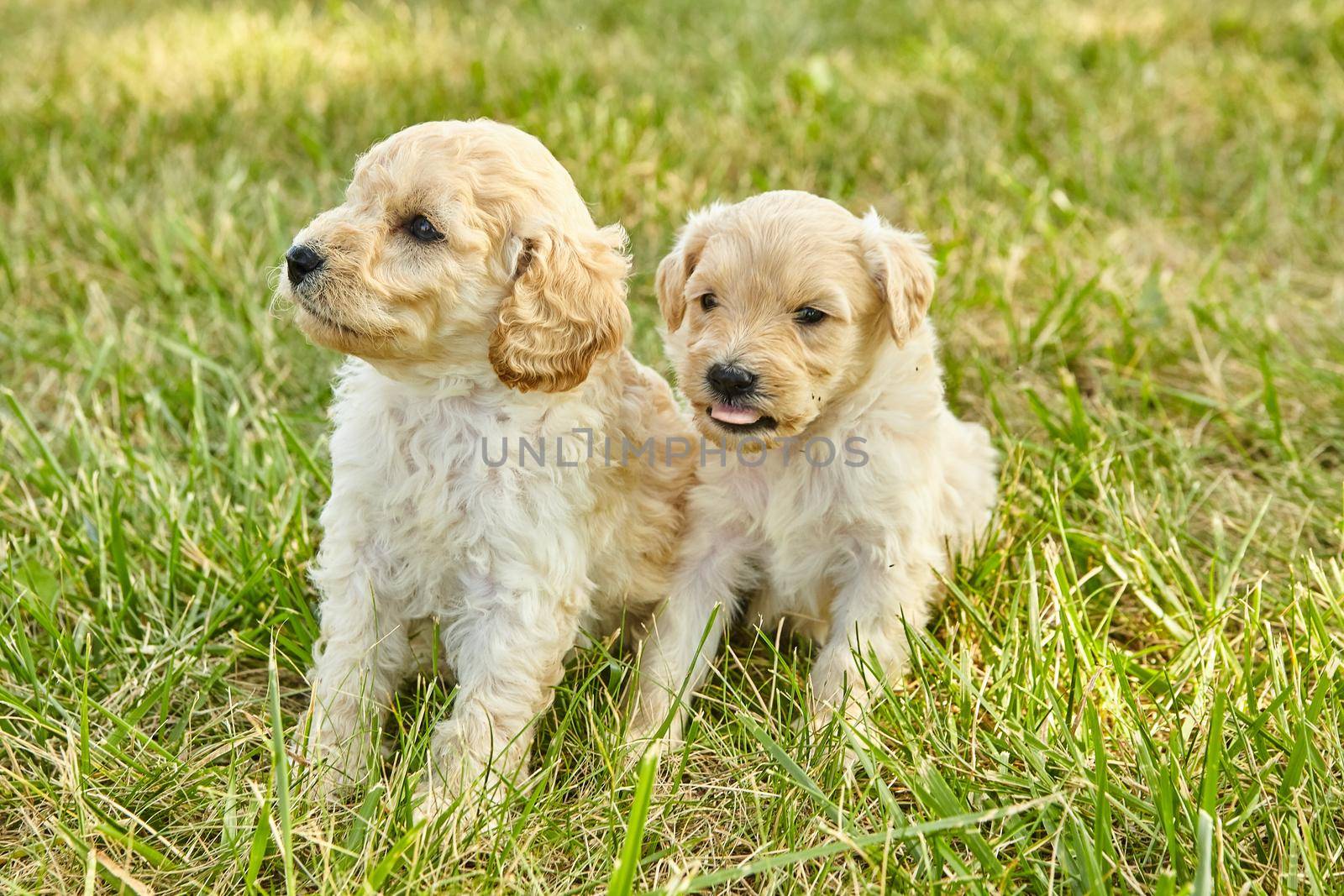 Image of Pair of adorable Goldendoodle puppies in grass