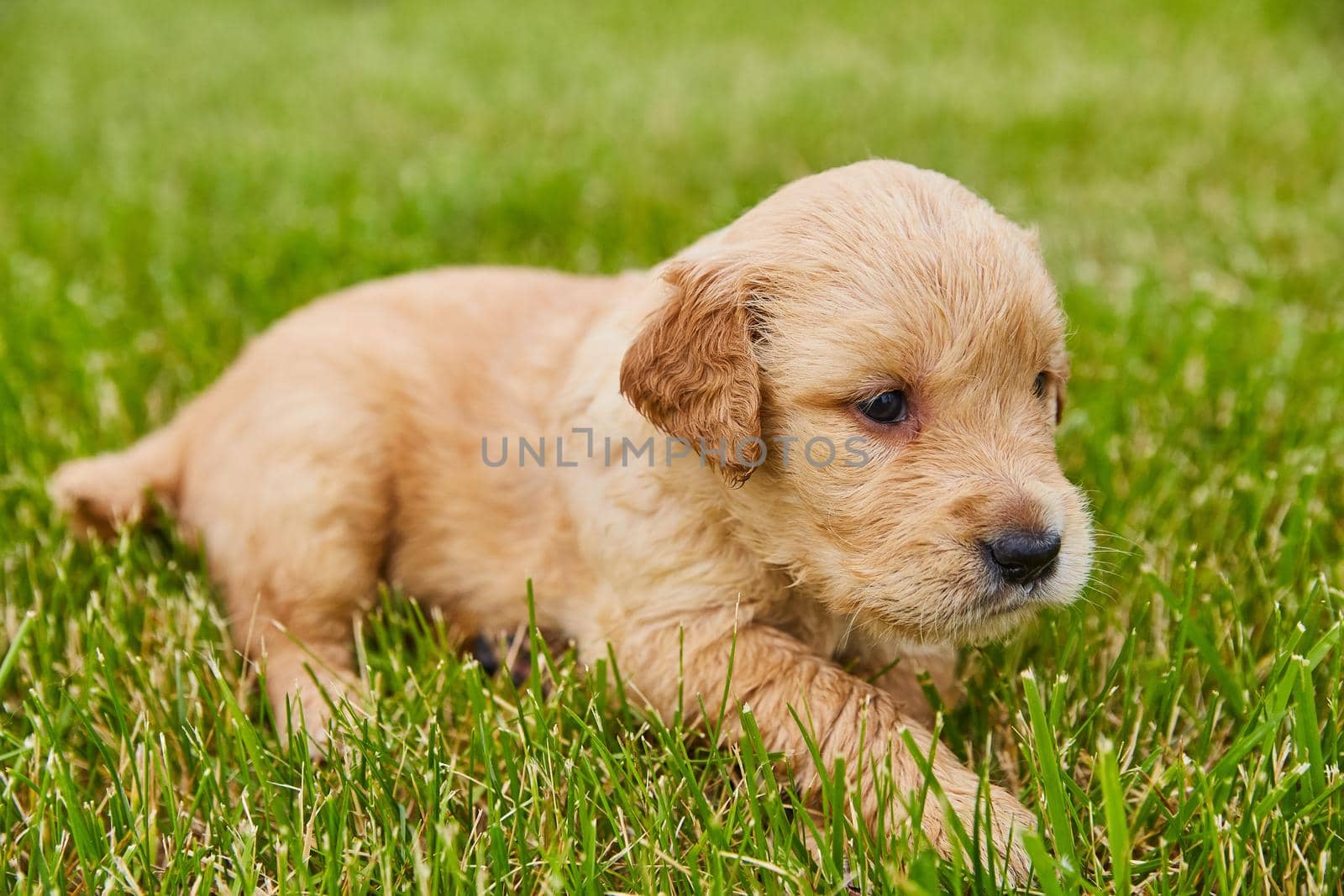 Image of Adorable baby golden retriever puppy