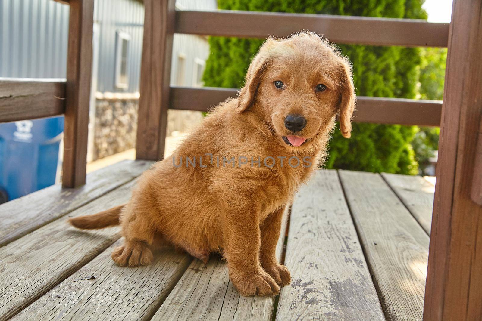 Image of Happy Labradoodle puppy sitting on wood patio furniture