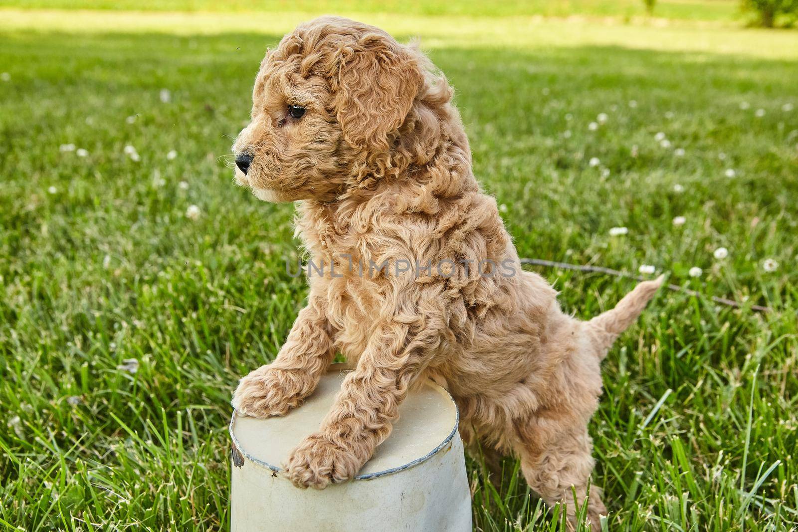 Goldendoodle puppy stepping over flowerpot in grass by njproductions