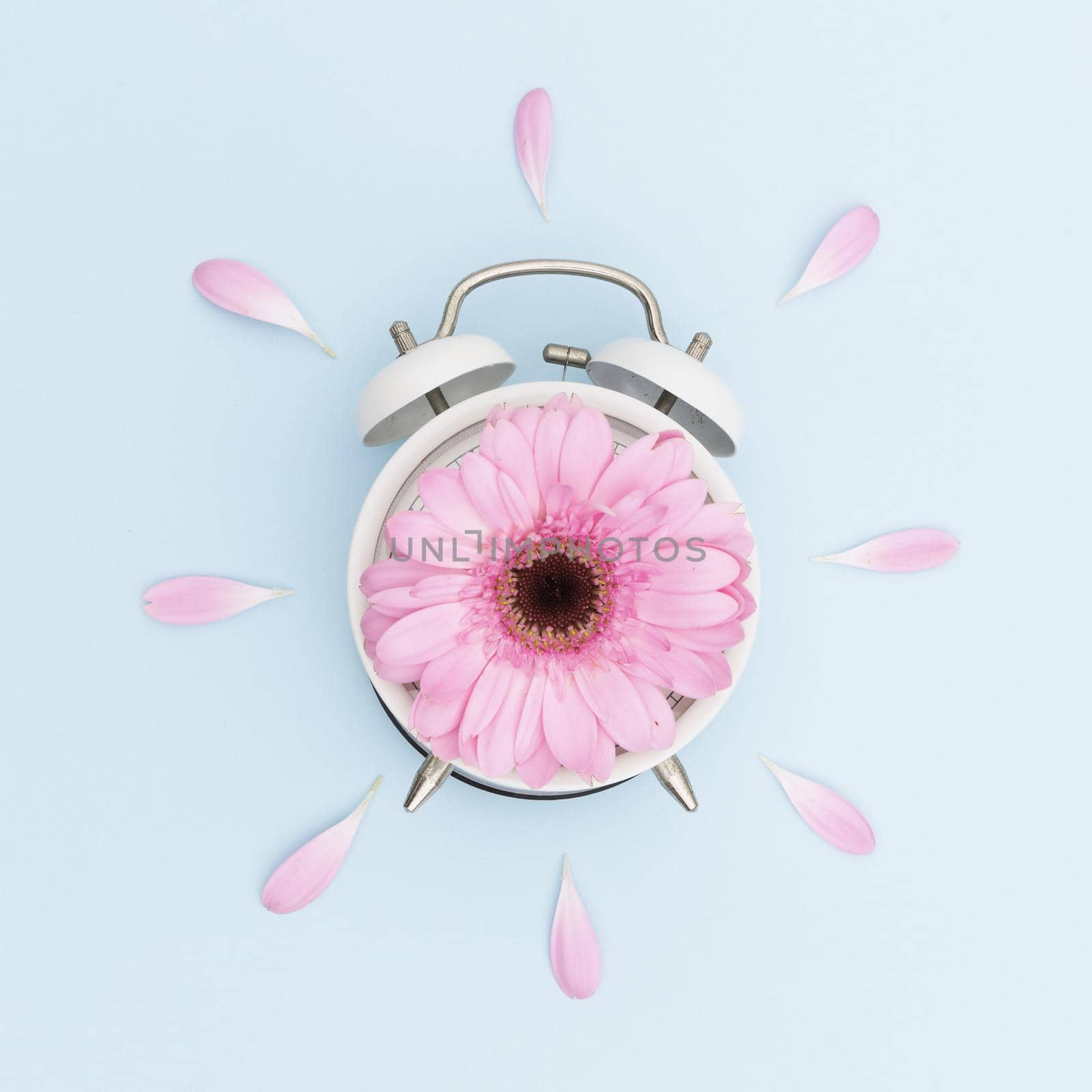 top view arrangement with pink daisy clock2. Resolution and high quality beautiful photo