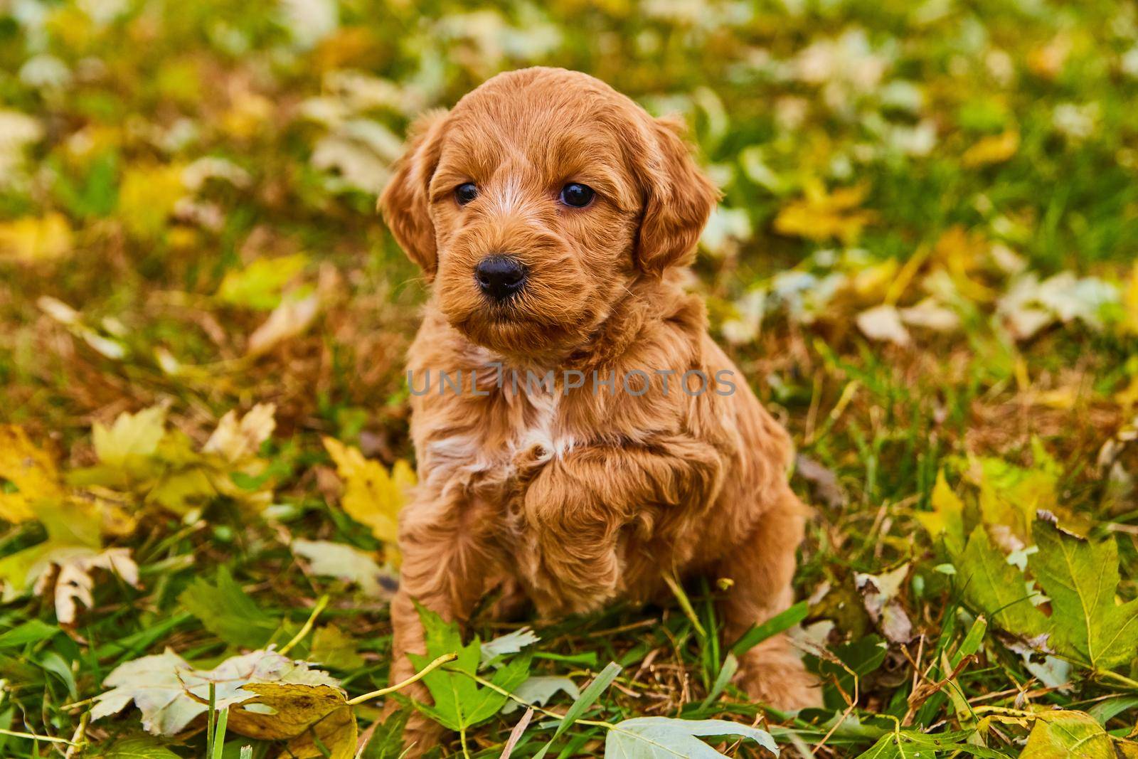 Image of Cute brown goldendoodle with one paw up in field of fall leaves
