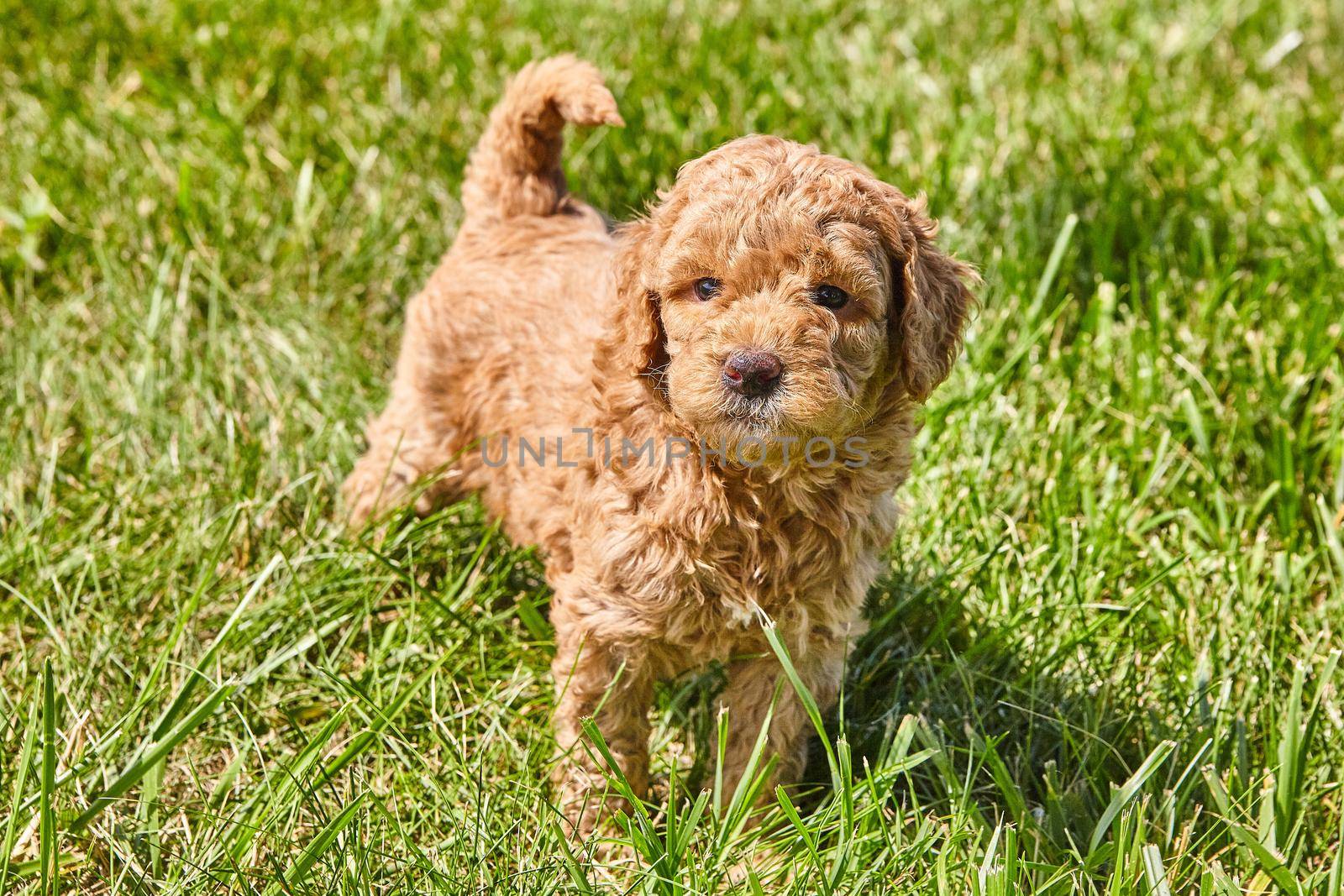 Goldendoodle puppy looking up at you in grass by njproductions