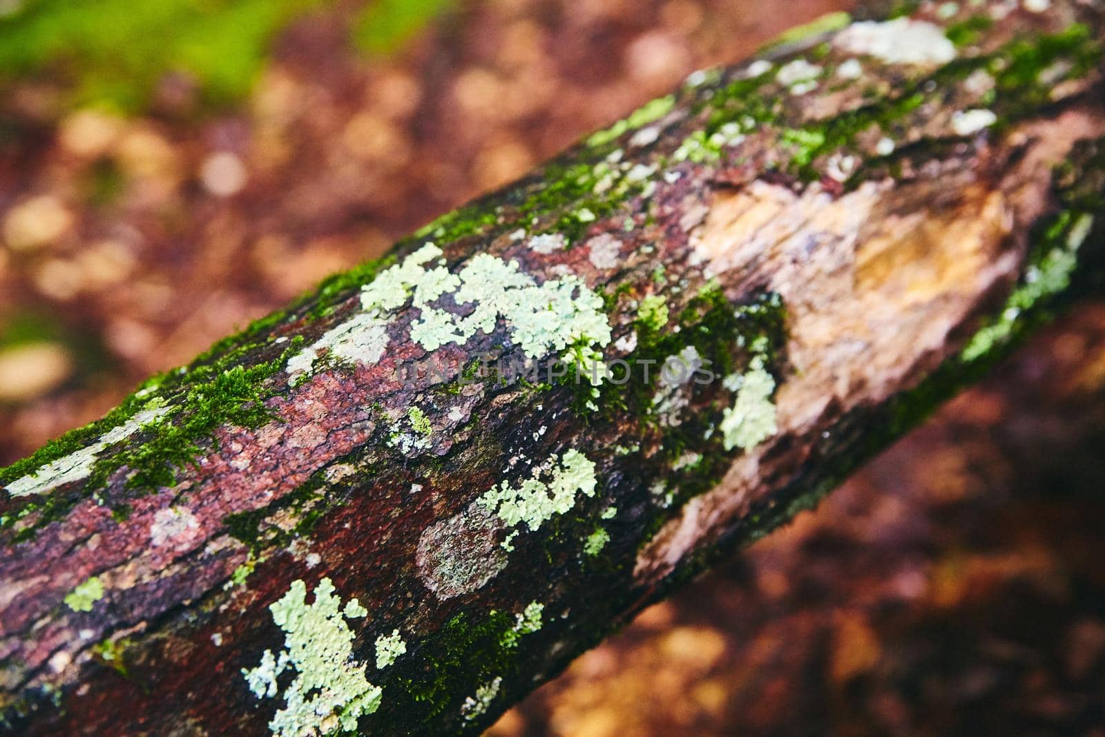 Image of Detail of wood branch covered in moss and lichen