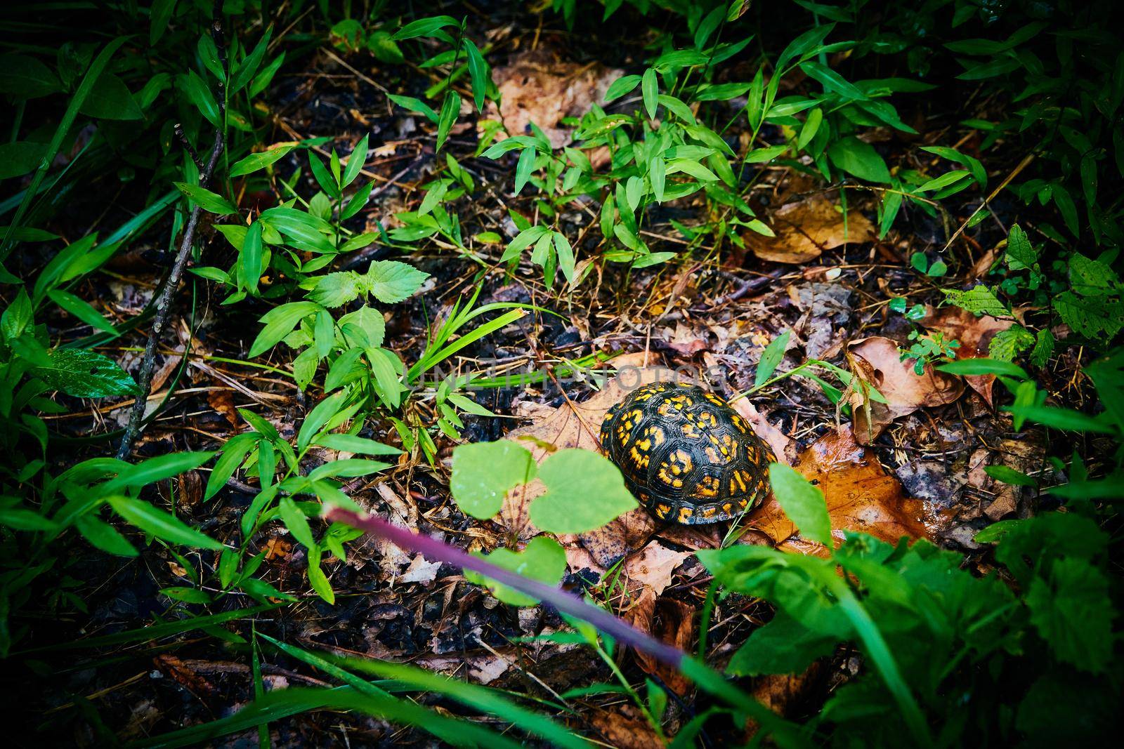 Image of Turtle with yellow-spotted shell in wet green forest on fall leaves