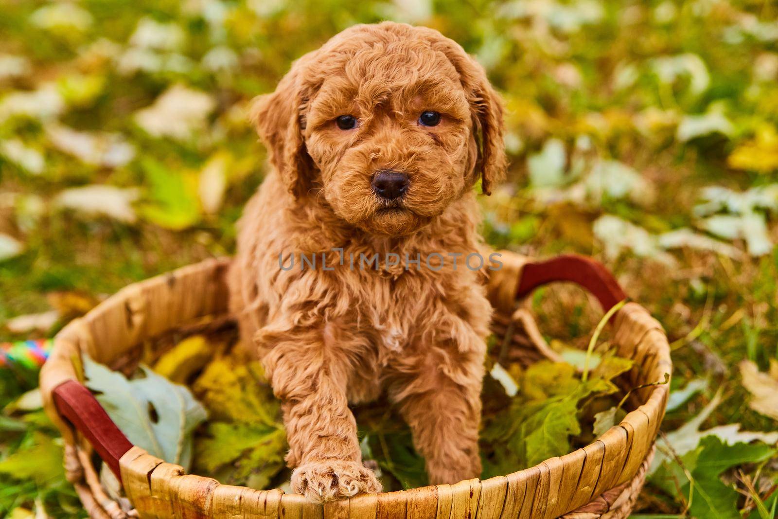 Image of Light brown and curly goldendoodle puppy in woven basket filled with fall leaves