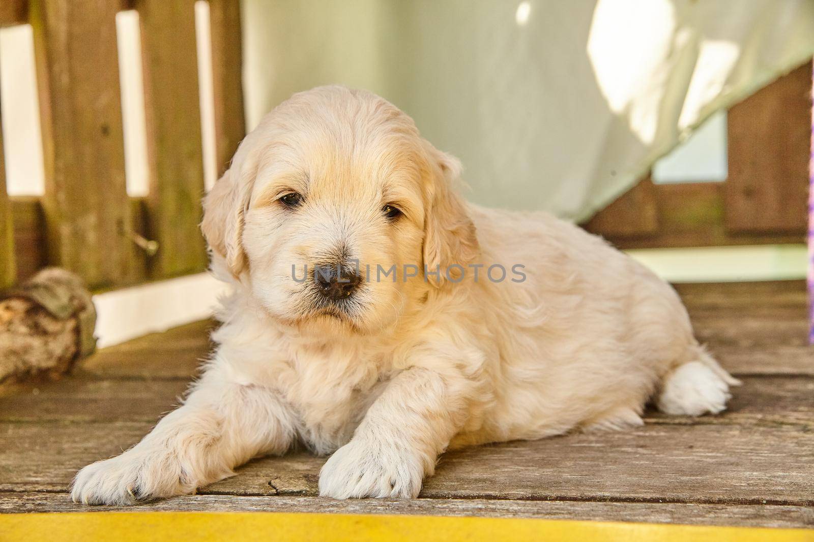 Cute Goldendoodle puppy laying down in shade of wood furniture by njproductions