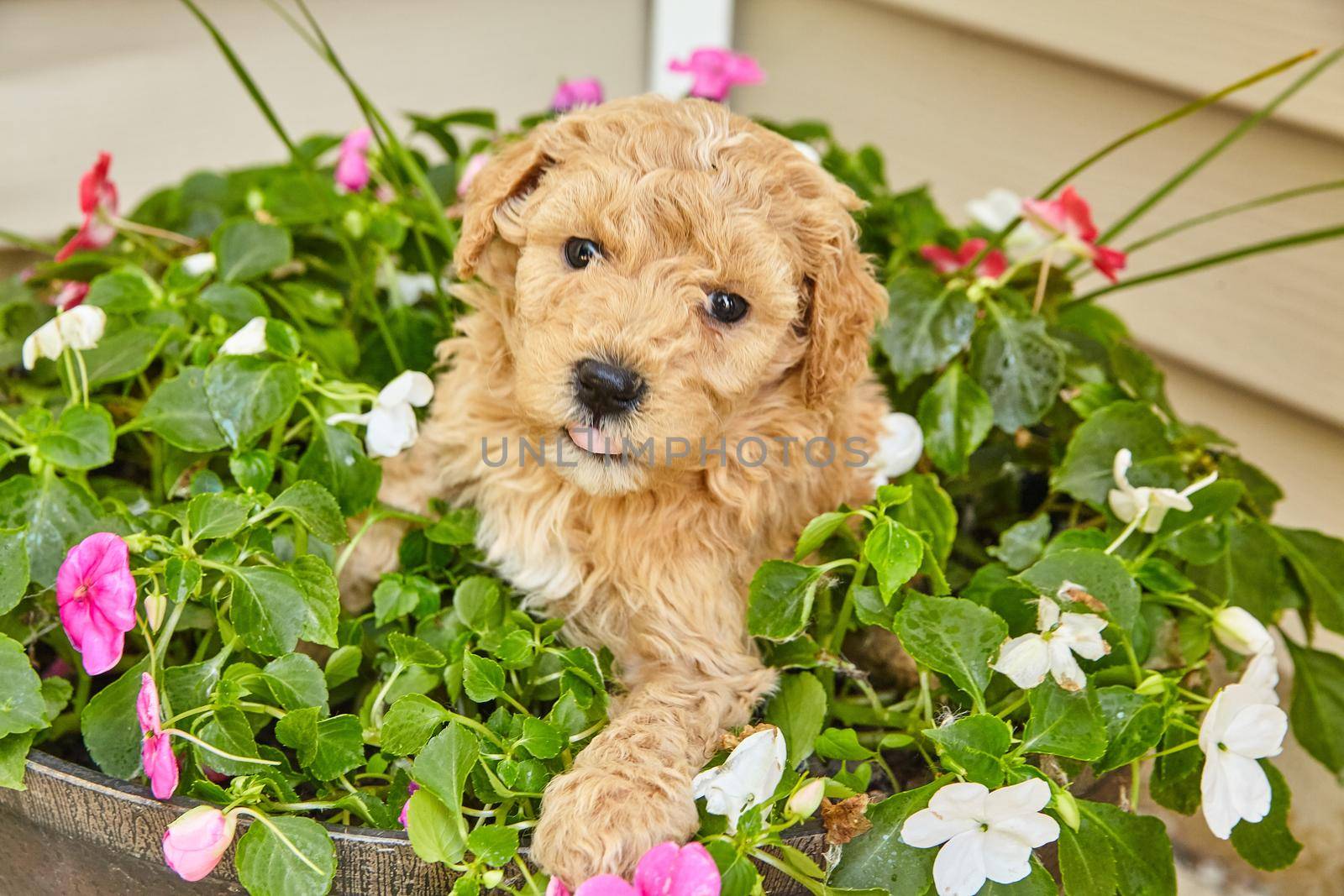 Image of Light brown Goldendoodle puppy resting in spring flower planter