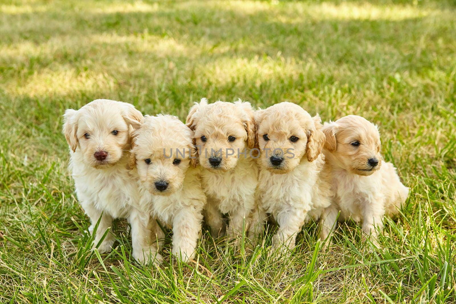 Litter of adorable white Goldendoodle puppies in grass by njproductions