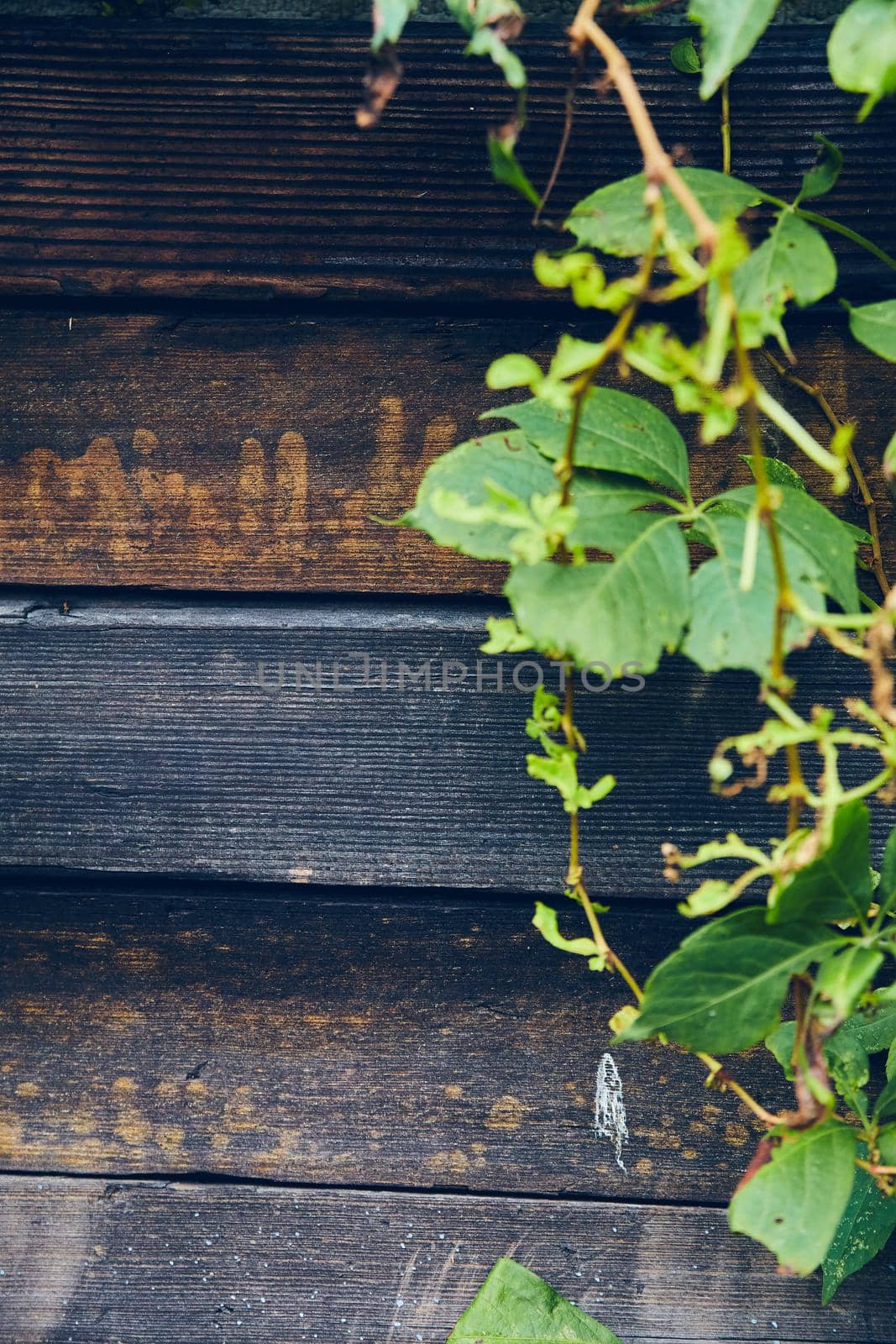 Image of Green vines growing against dark brown wood boards