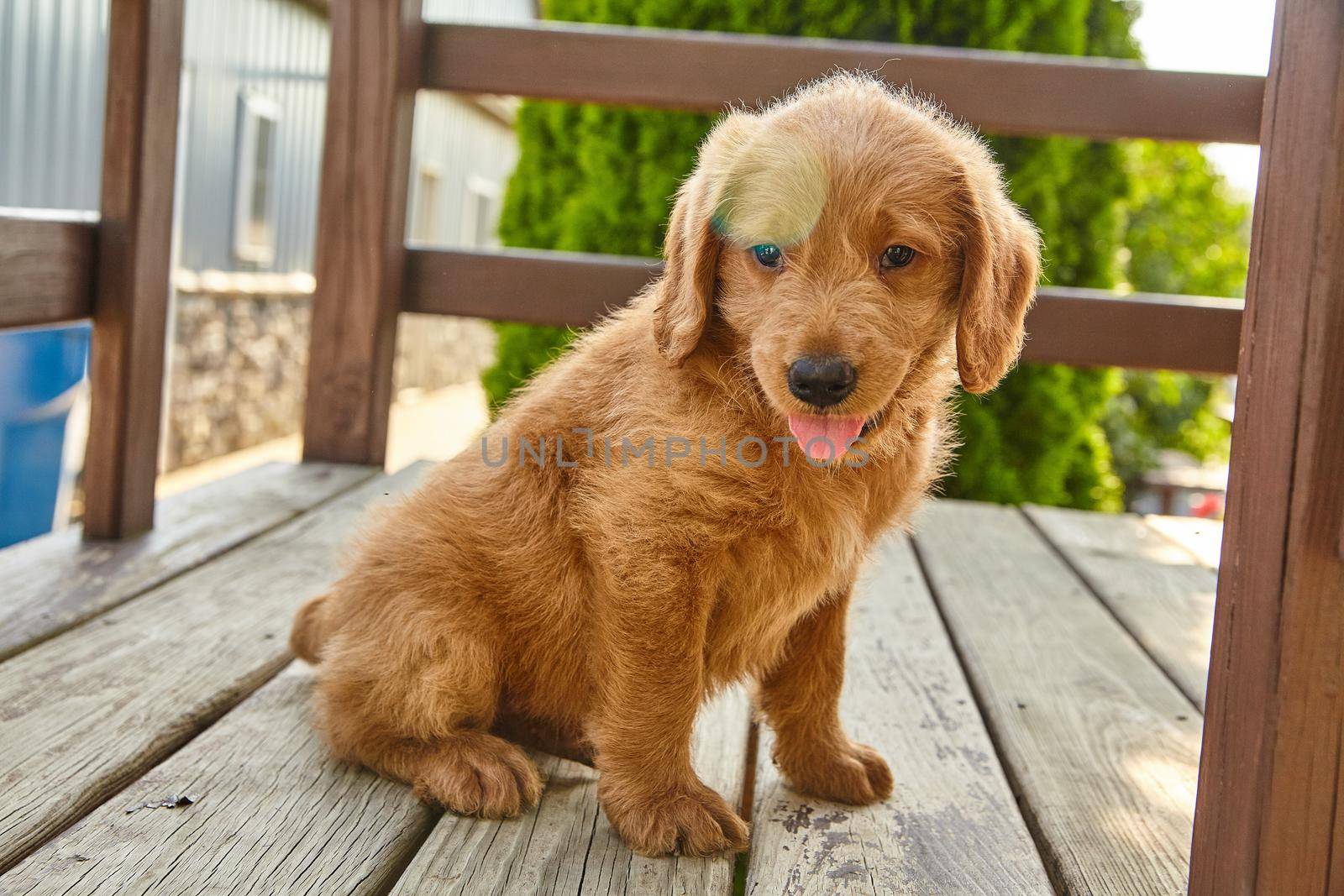 Image of Adorable Labradoodle puppy with tongue out resting on wood furniture
