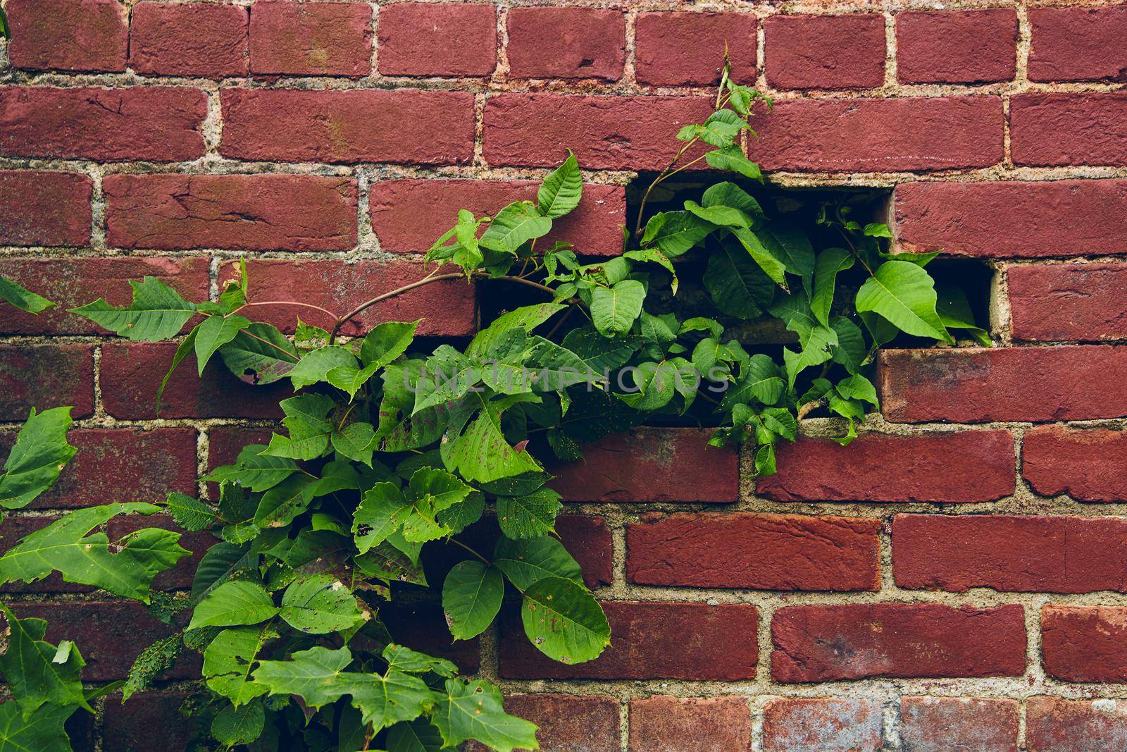 Image of Green vines growing into hole of red brick wall
