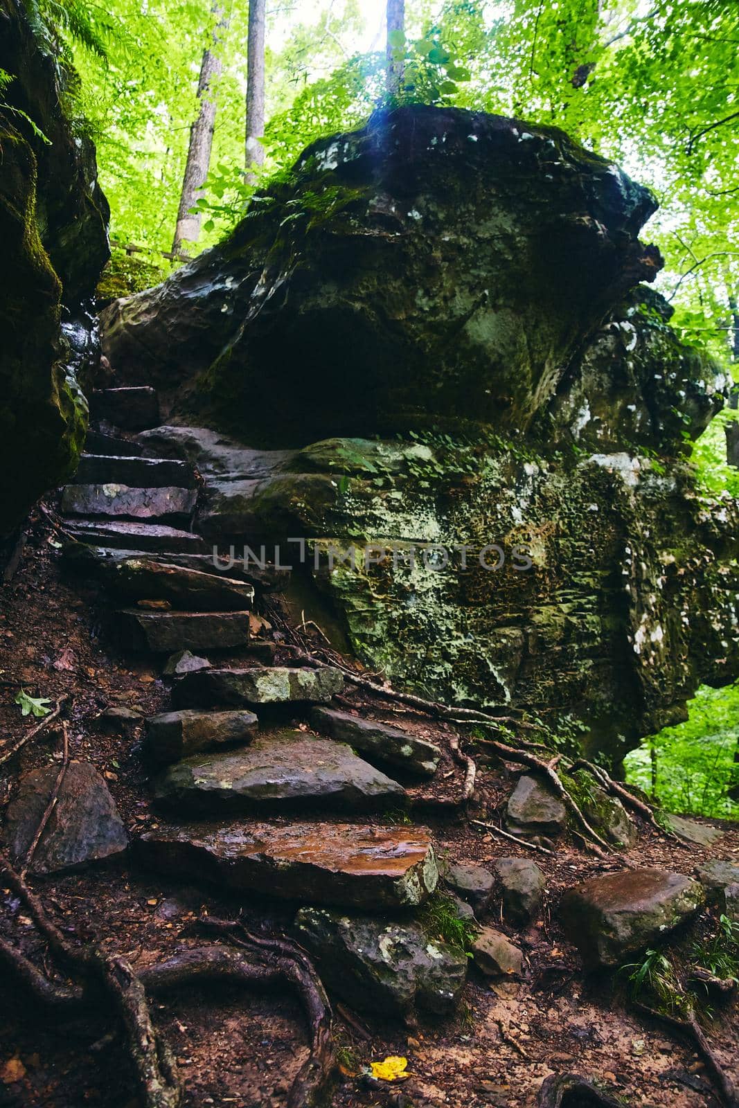 Stone steps leading up through rocks in forest covered in lichen by njproductions