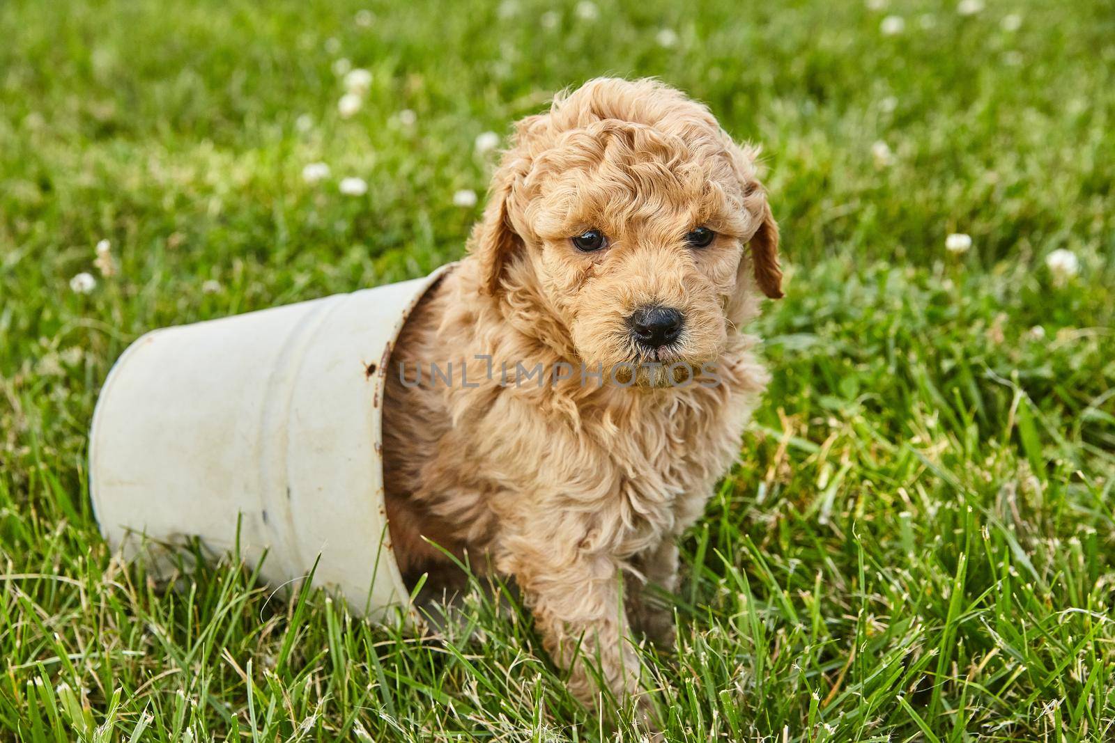 Image of Adorable Goldendoodle puppy sitting inside small pot