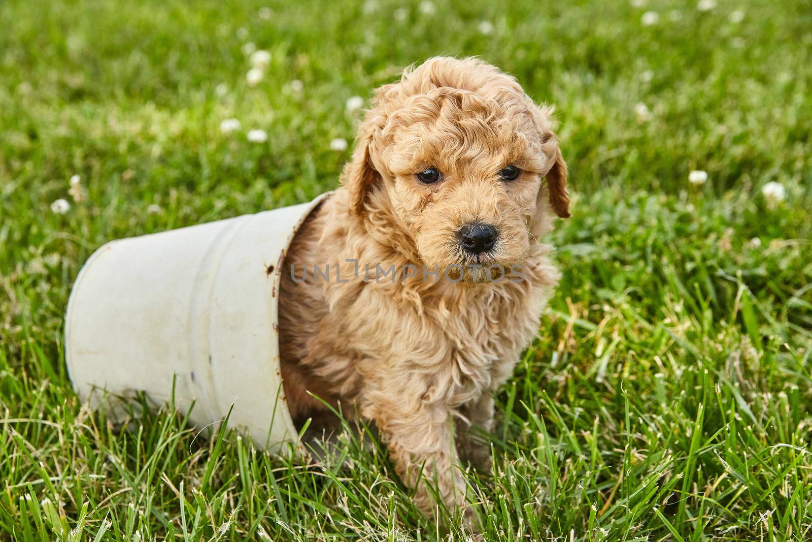 Adorable Goldendoodle puppy sitting inside small pot by njproductions