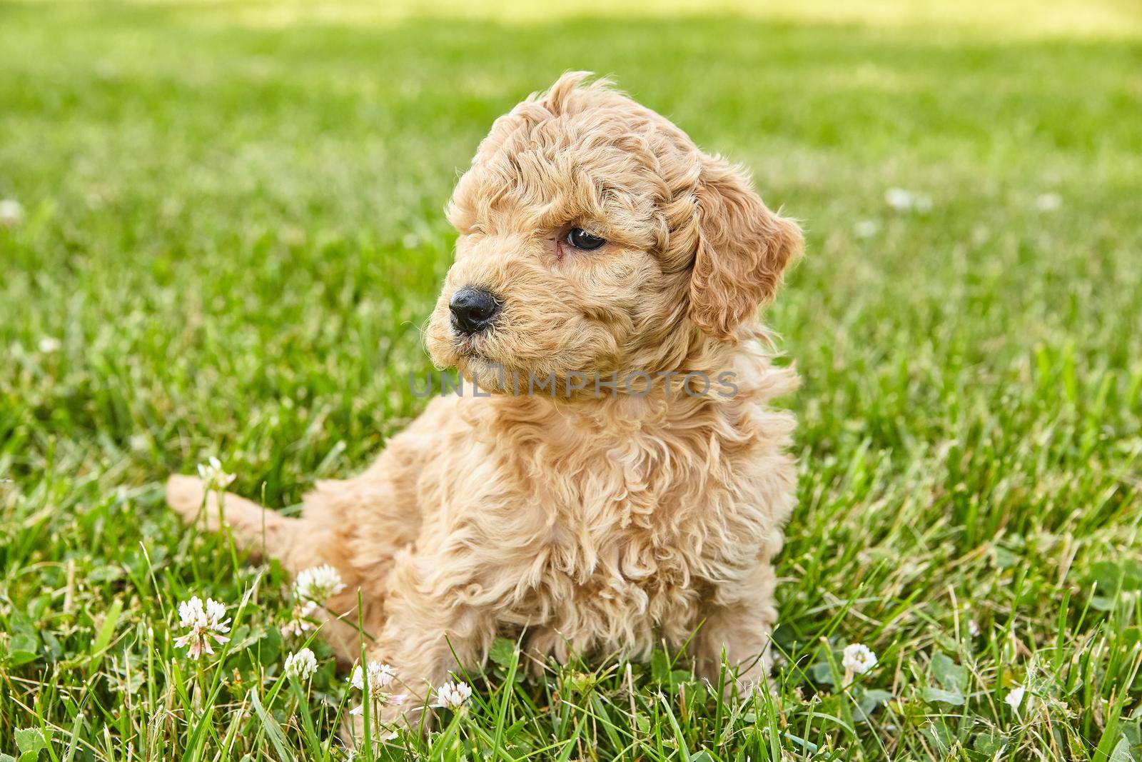 Image of Goldendoodle puppy of light brown sitting and glaring in grass