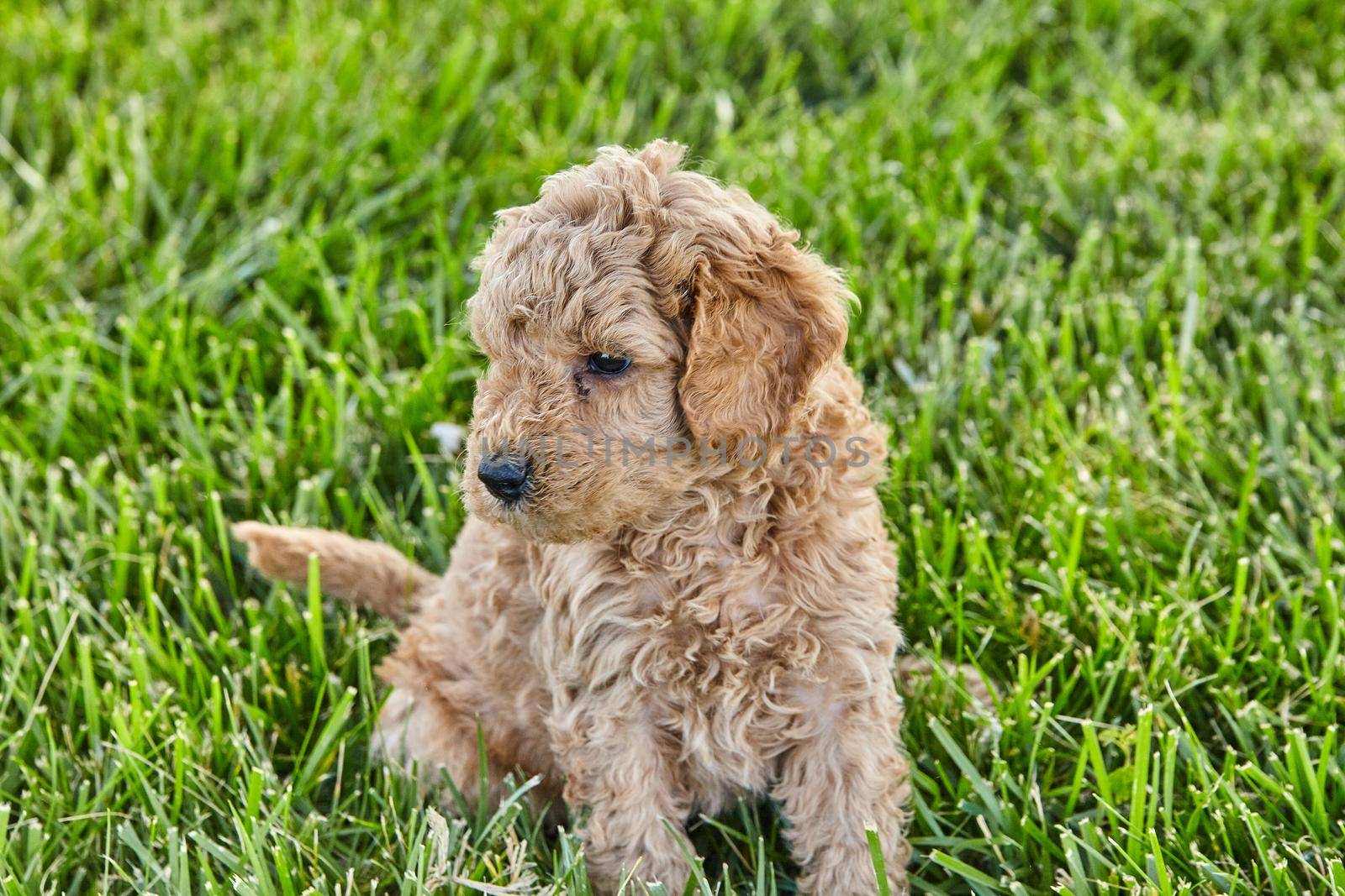 Cute Goldendoodle puppy sitting in grass by njproductions