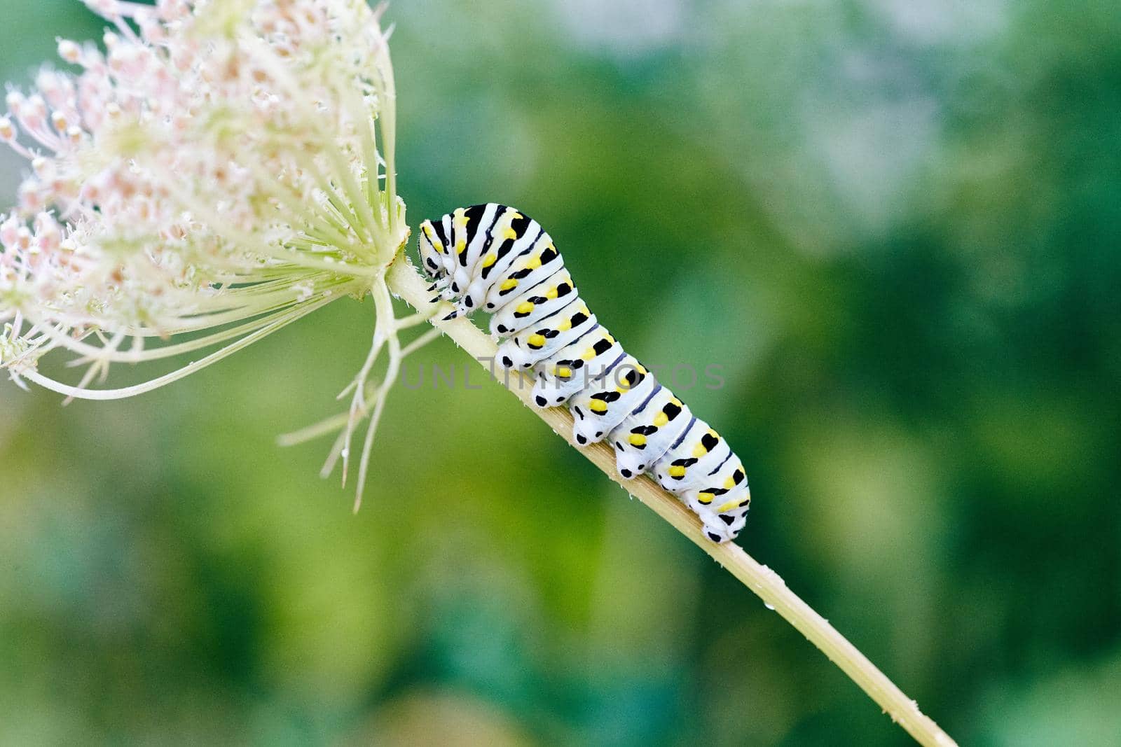 Image of White, yellow, and black stripped caterpillar climbing stem of white flower