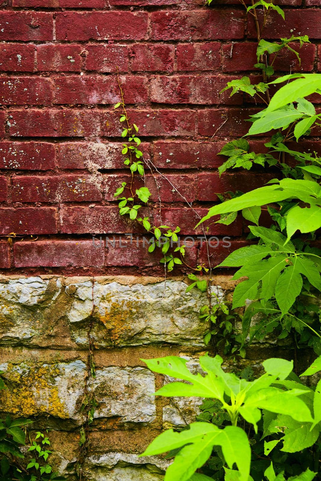Image of Red brick and gray stone wall with young vine growing