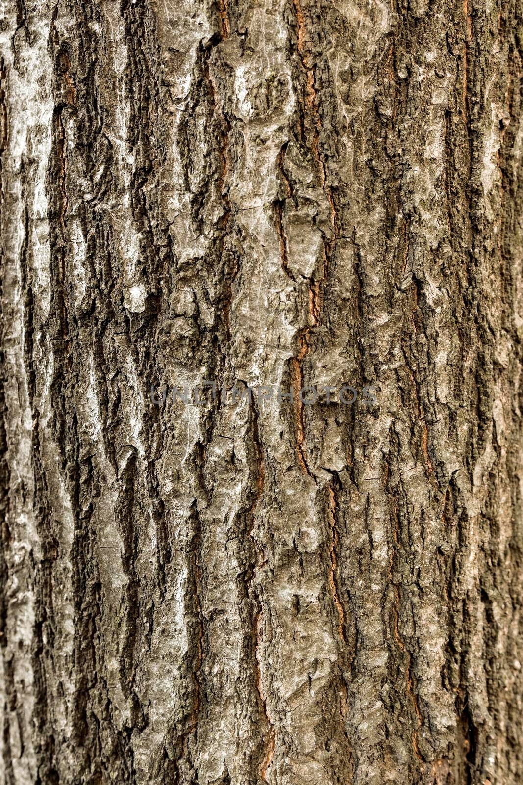 top view tree bark. High resolution photo