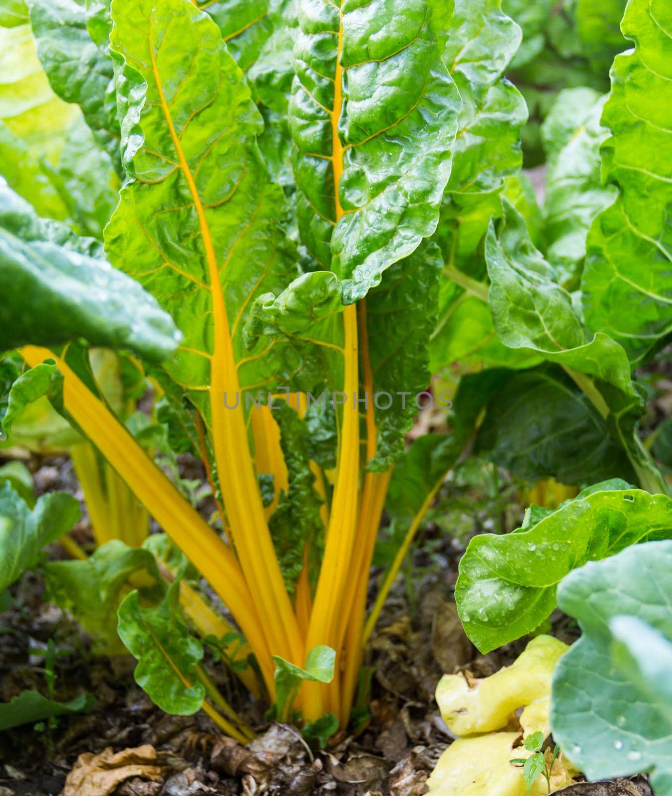 a yellow chard plant and green leaves in the vegetable garden in spring