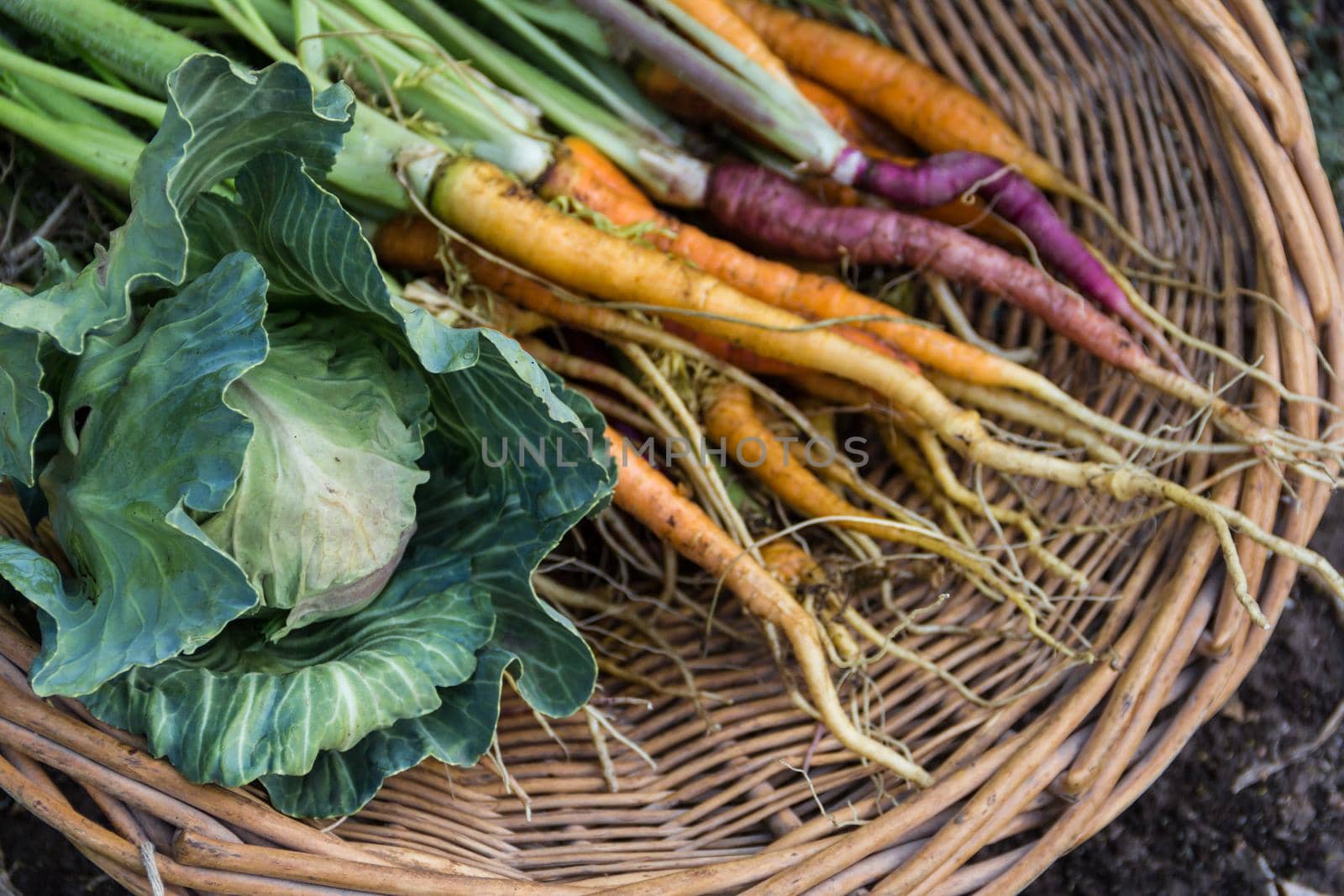 basket with cabbage and a variety of colored carrots by GabrielaBertolini