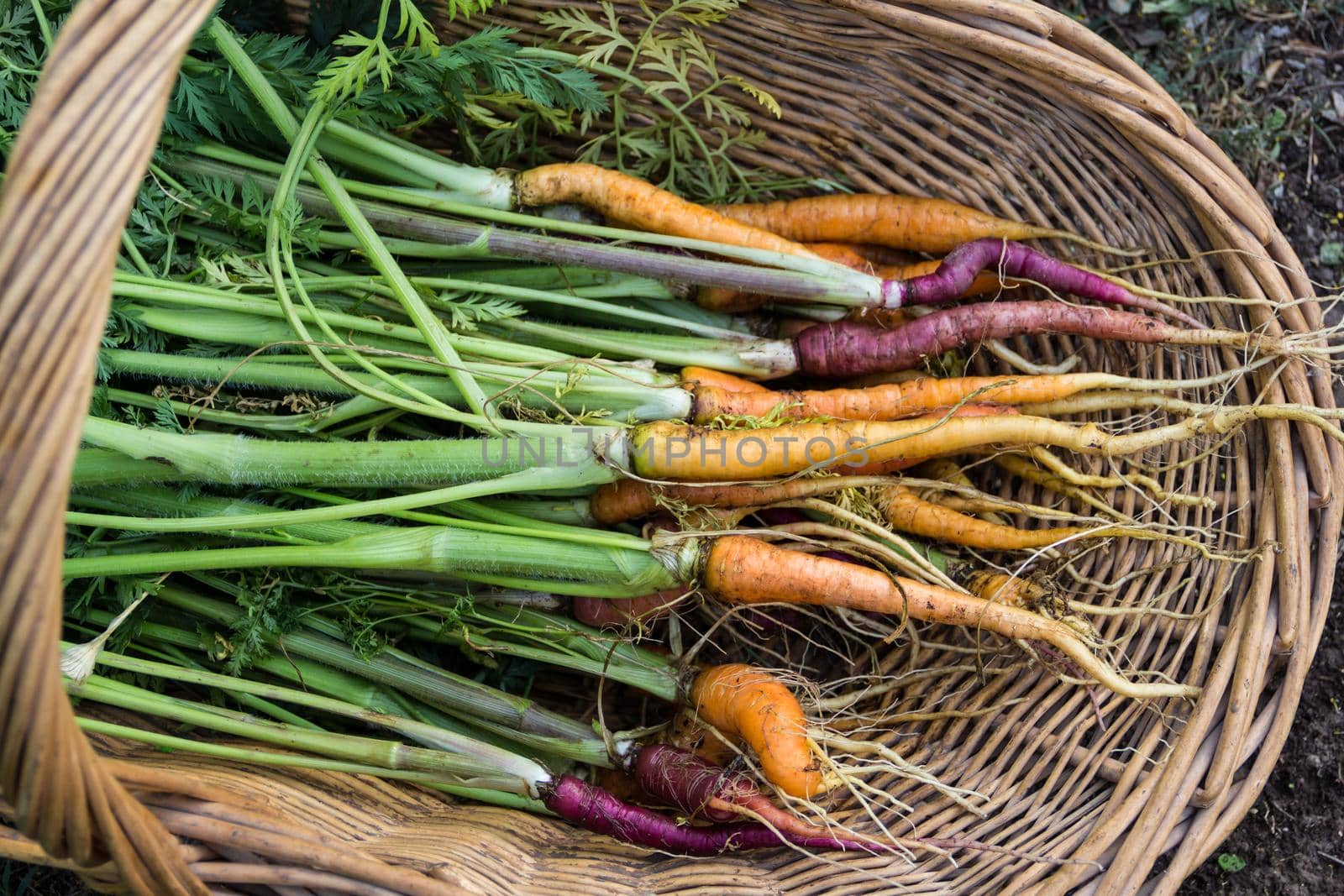 basket with a variety of carrots harvested in the family garden