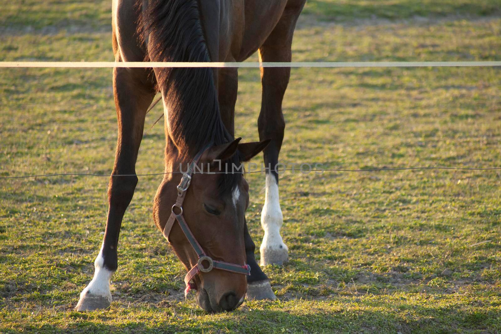 Magnificent brown horse running around a preserved area on a grass-covered meadow by zebra