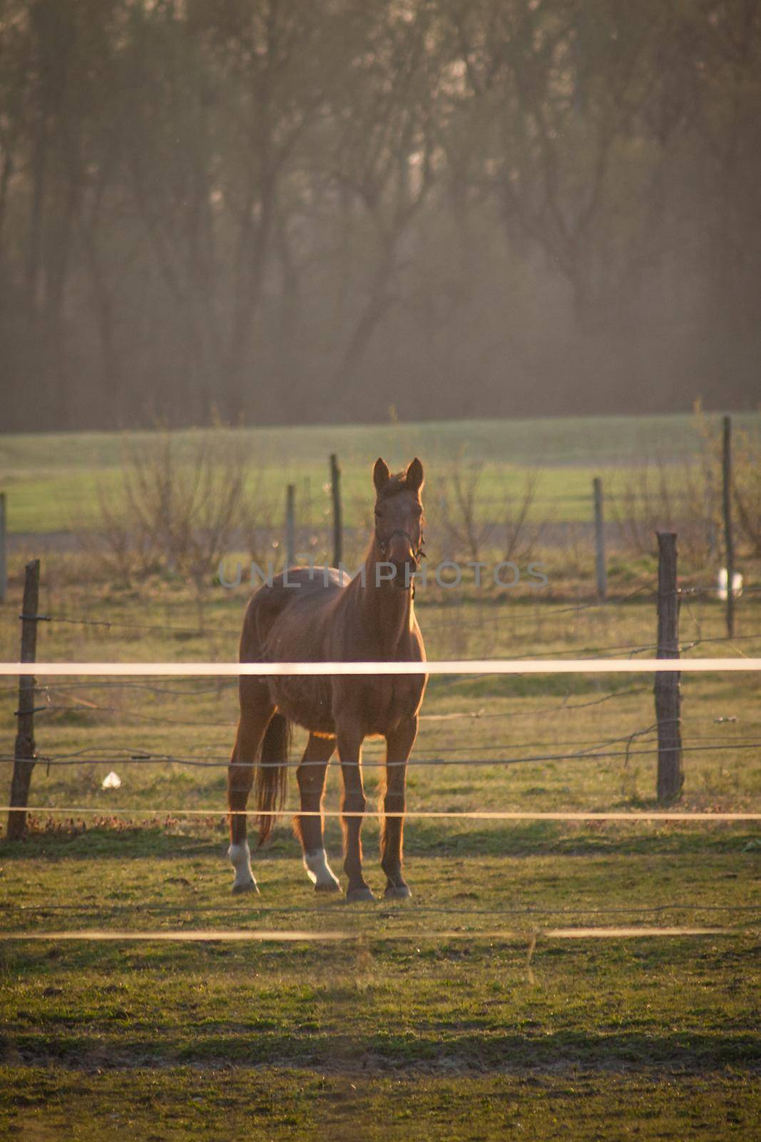 A vertical shot of a beautiful brown horse in a preserved area on a grass-covered meadow