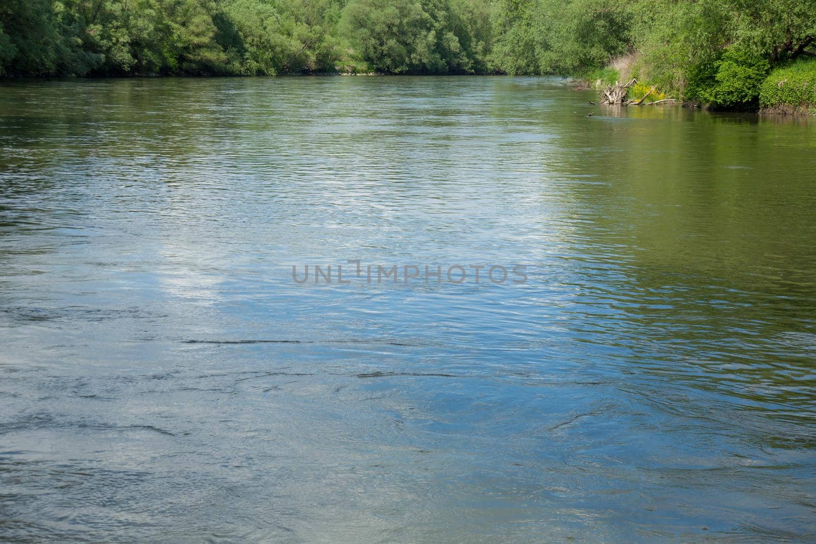 Closeup shot of a tranquil lake in the park by zebra