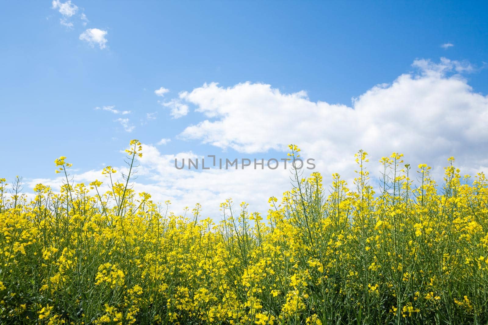 Closeup shot of yellow rapeseed field under the blue sky by zebra