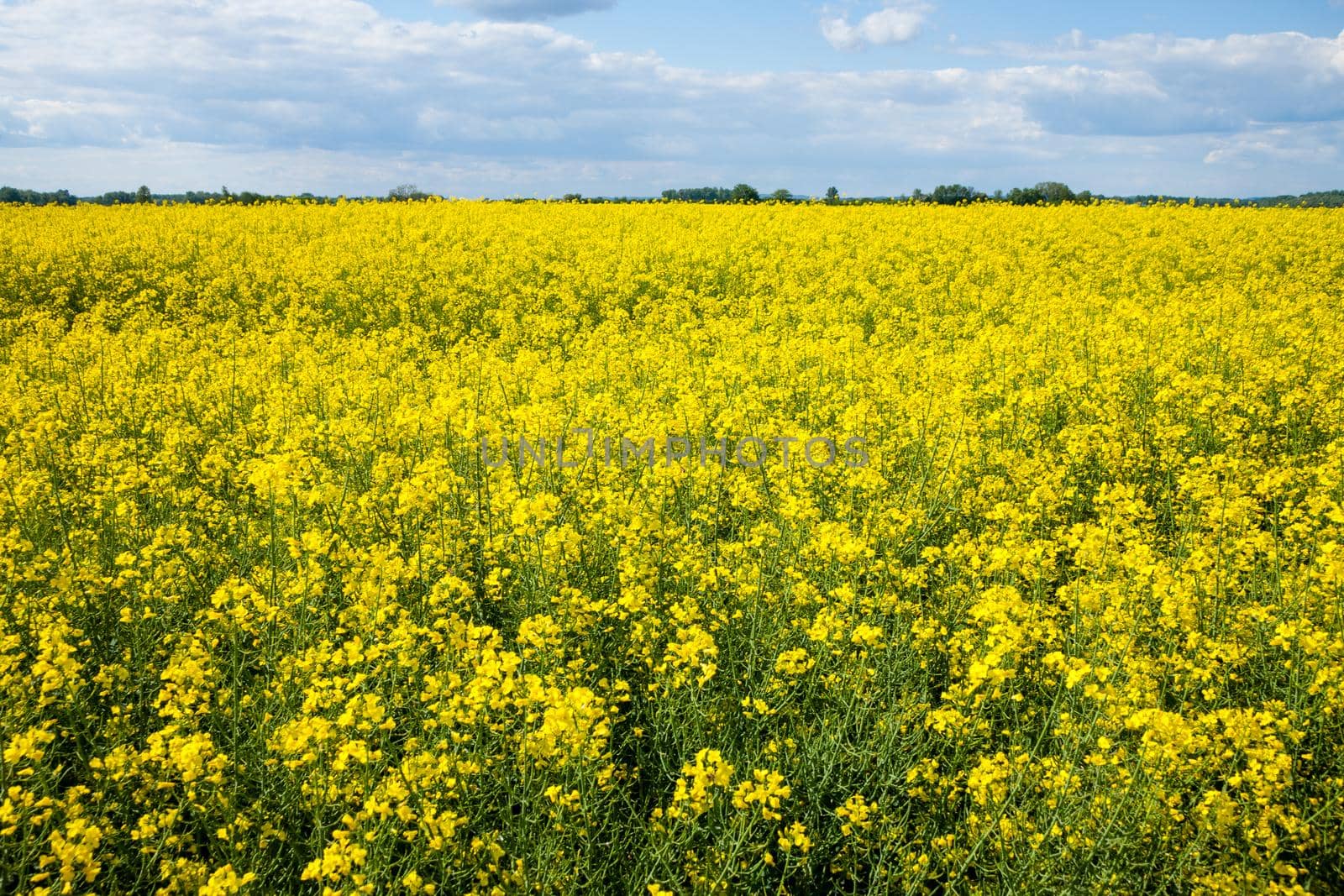 Closeup shot of yellow rapeseed field under the blue sky by zebra