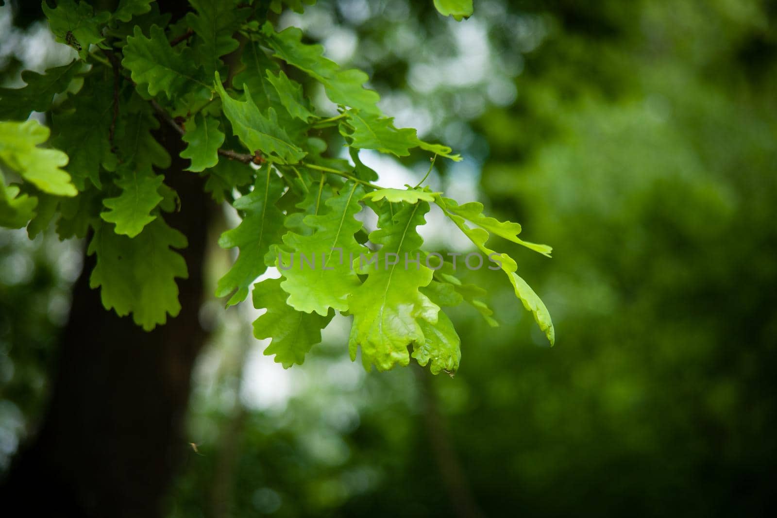 A selective focus shot of green oak leaves