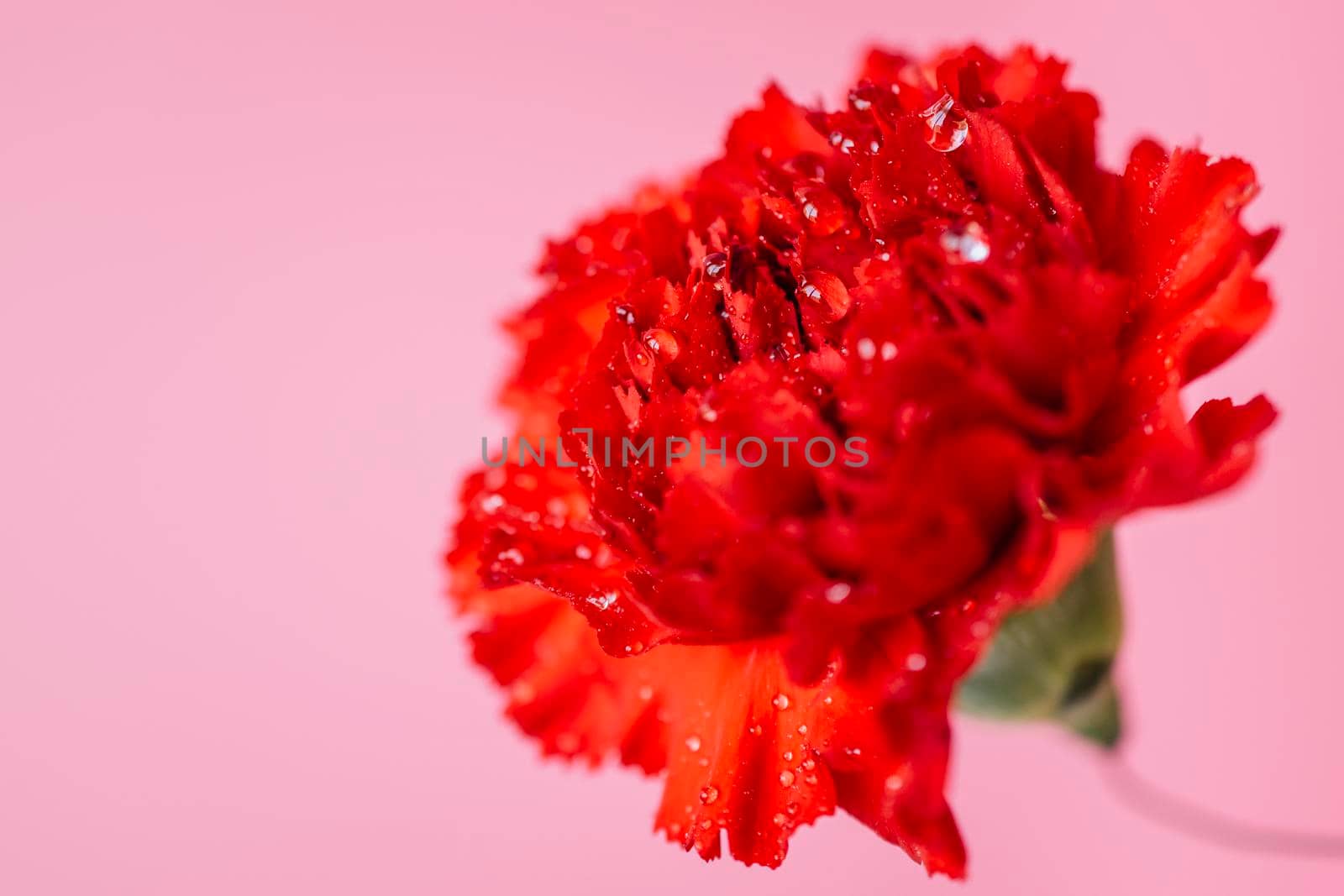wet carnation pink. Beautiful photo