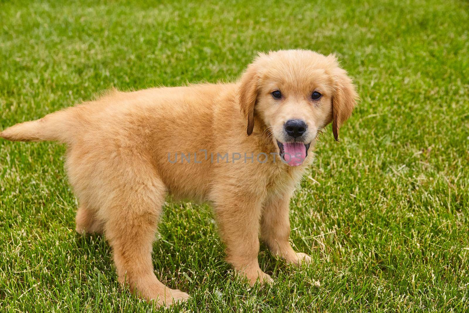 Brown golden retriever puppy panting in green grass by njproductions