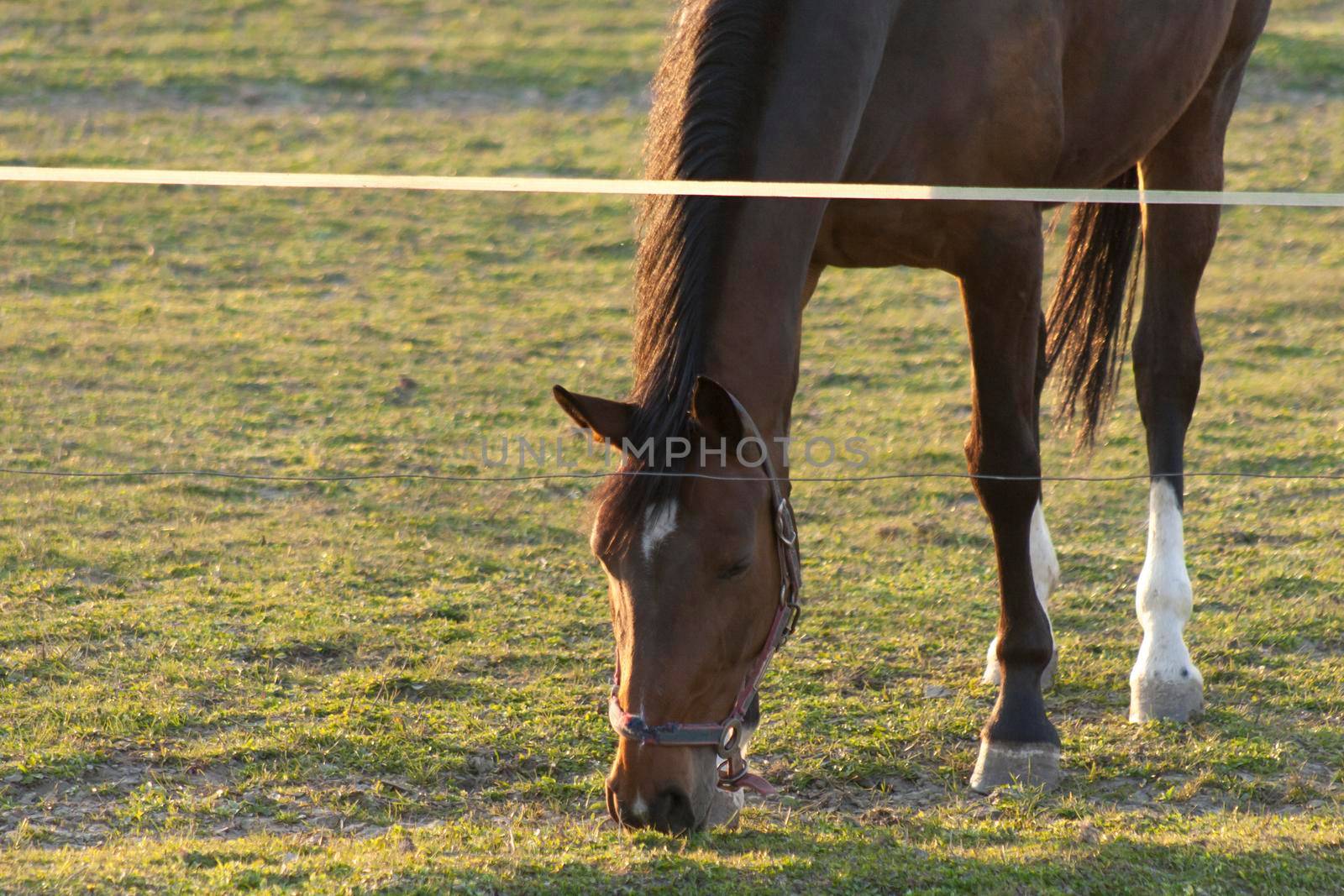 A magnificent brown horse running around a preserved area on a grass-covered meadow