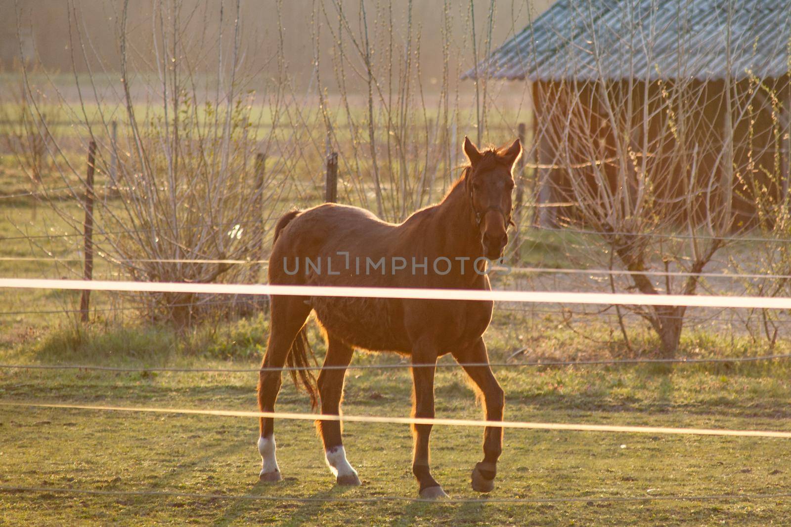 Magnificent brown horse running around a preserved area on a grass-covered meadow by zebra